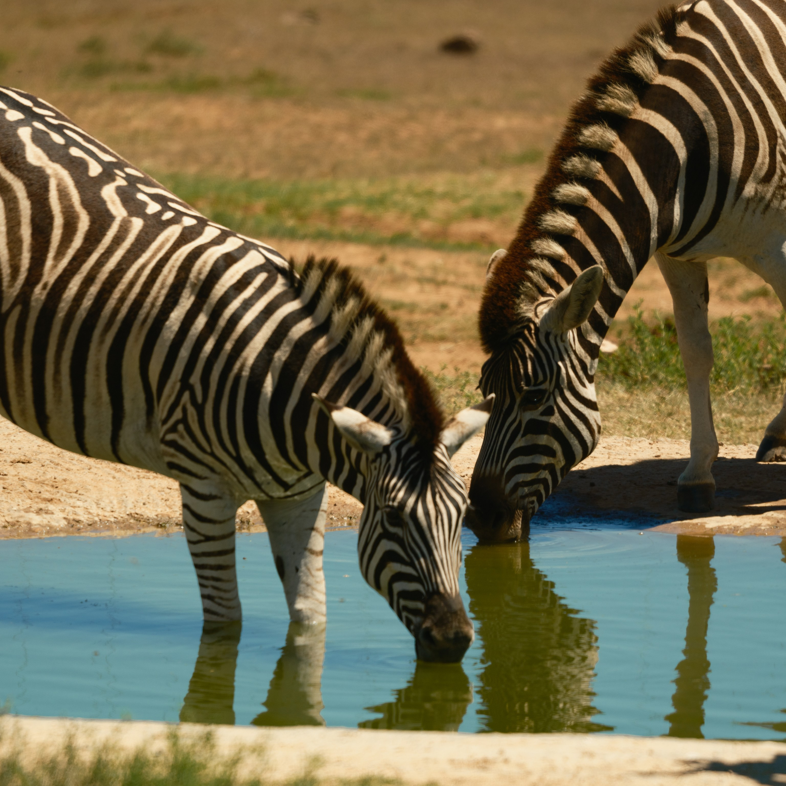 Зебры. Искусство фотографии