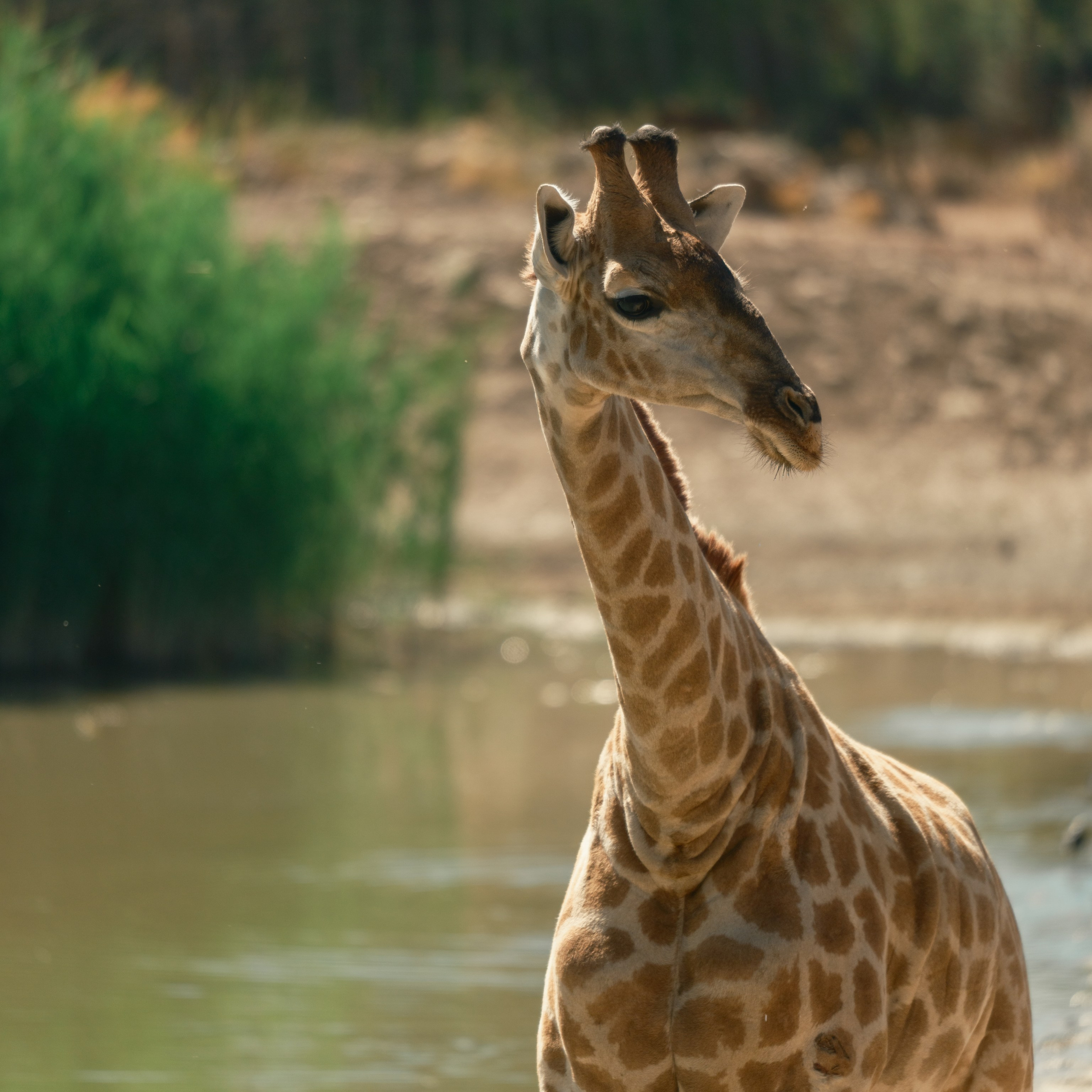 Жирафы. Искусство фотографии