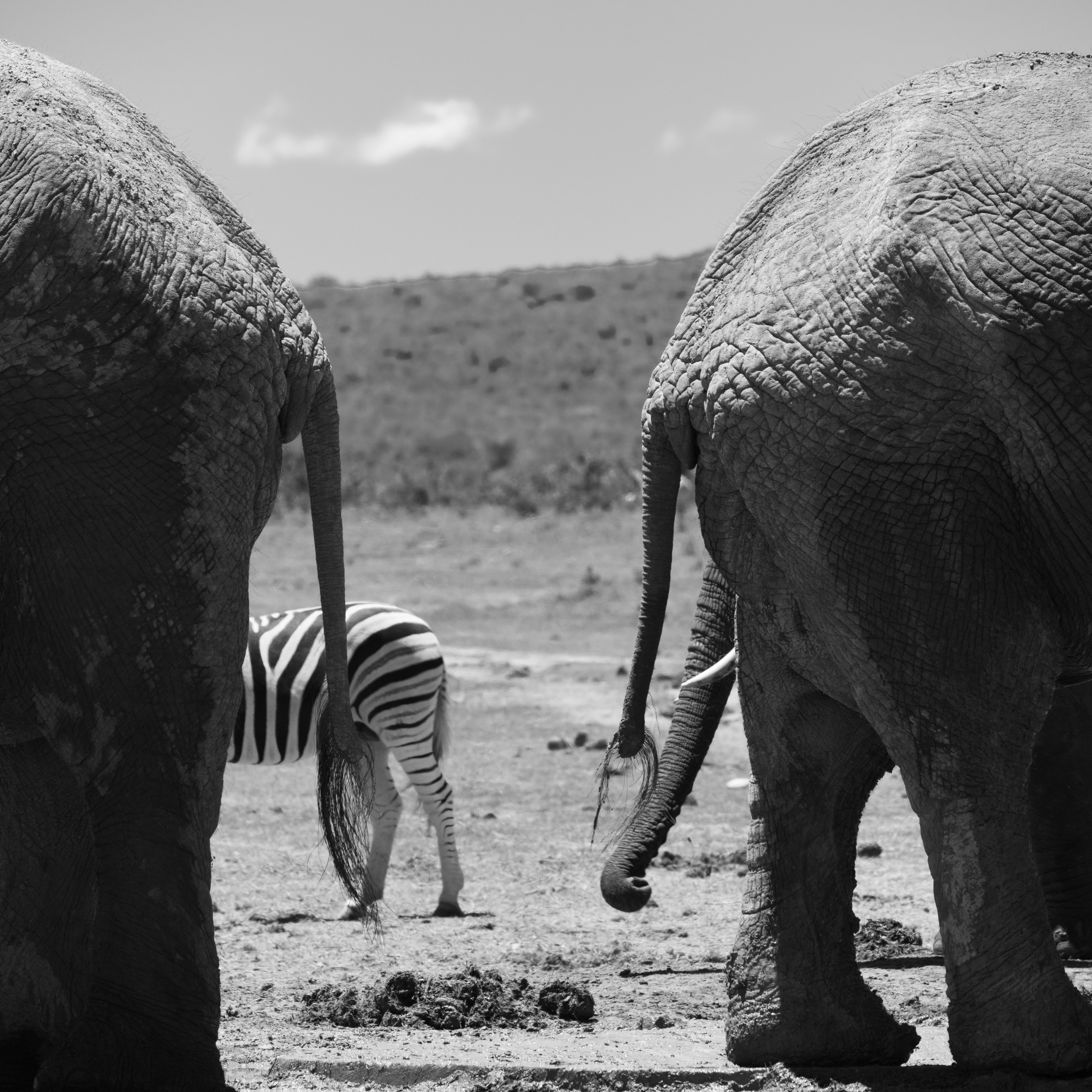 Слоны. Искусство фотографии