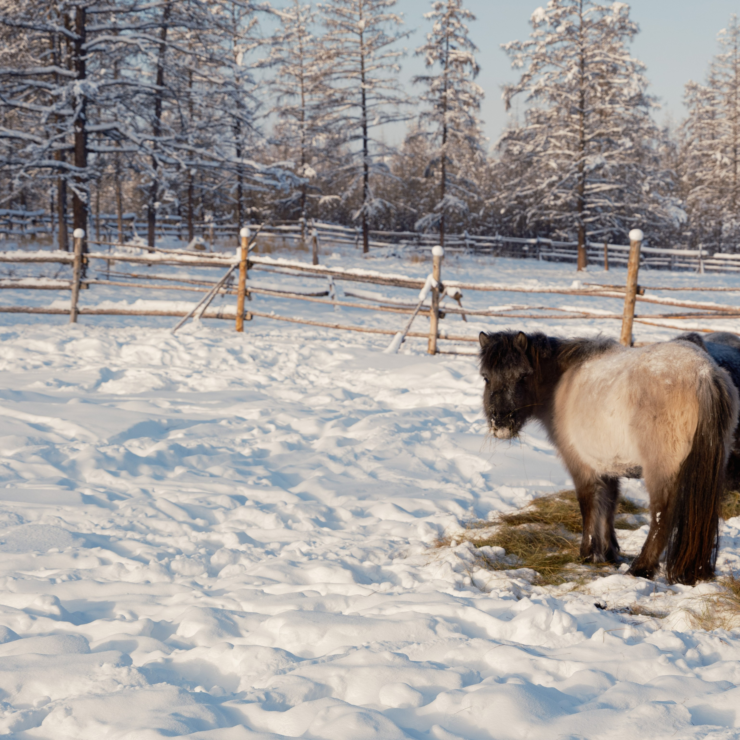Якутские лошади. Искусство фотографии