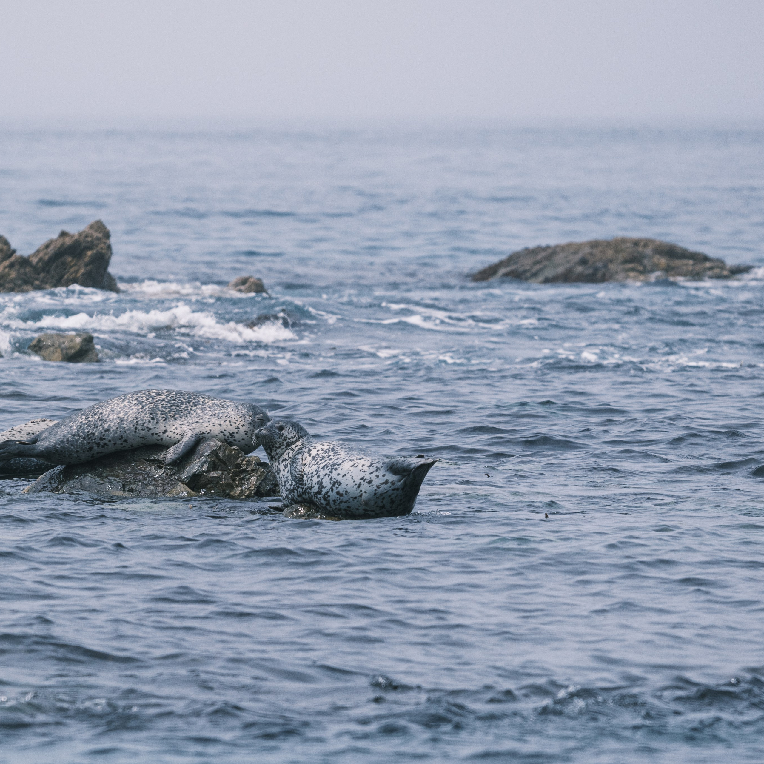 Нерпы. Искусство фотографии