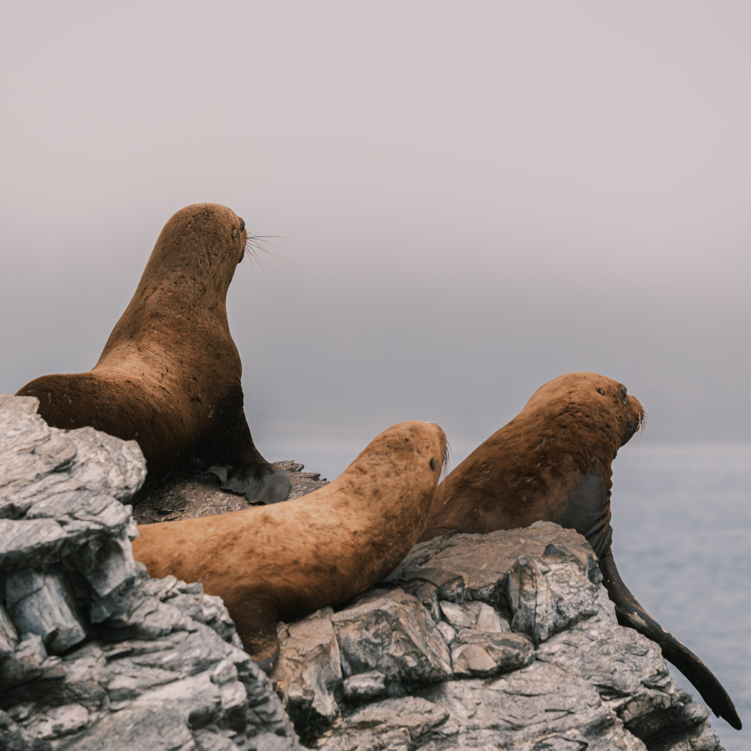 Сивучи. Искусство фотографии