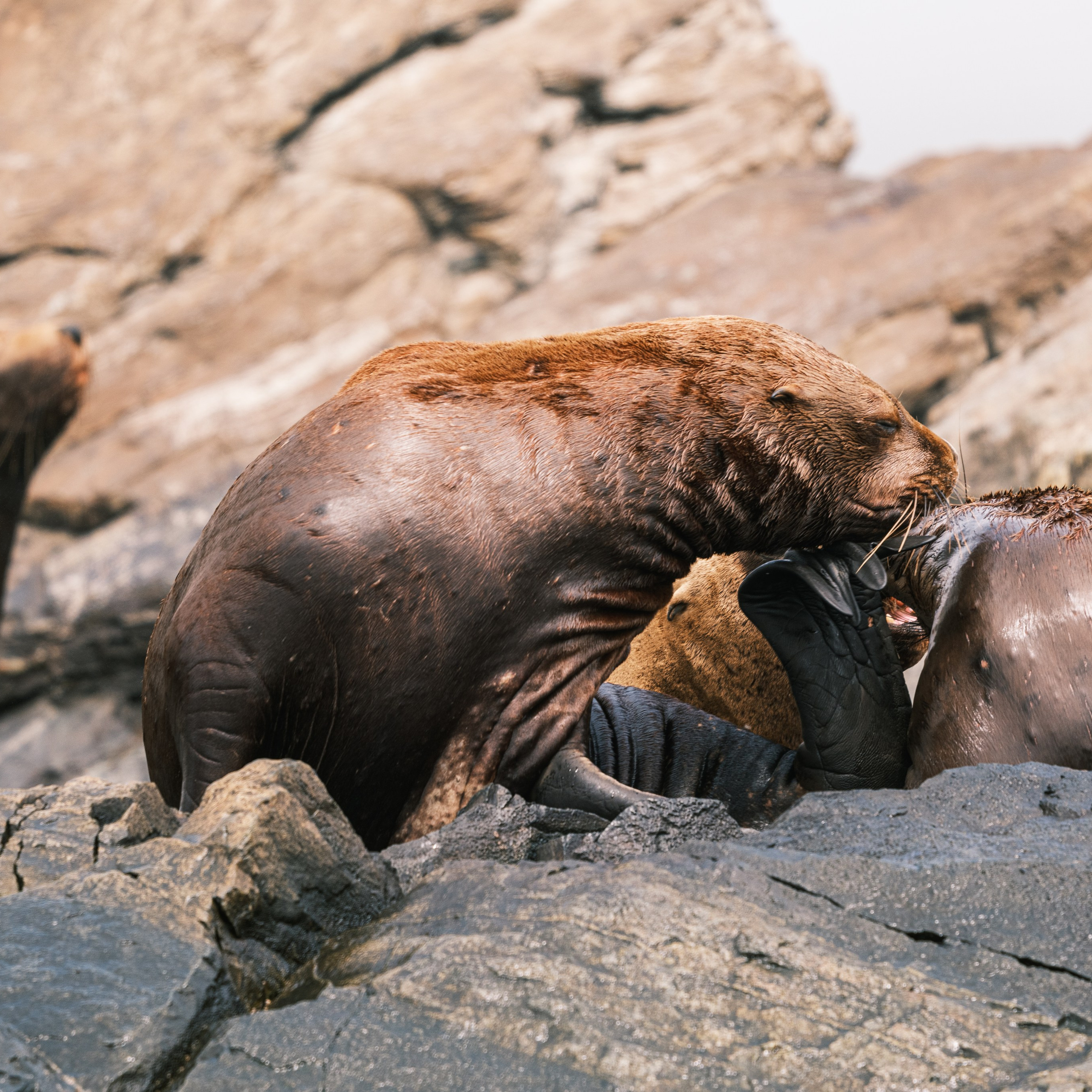 Сивучи. Искусство фотографии