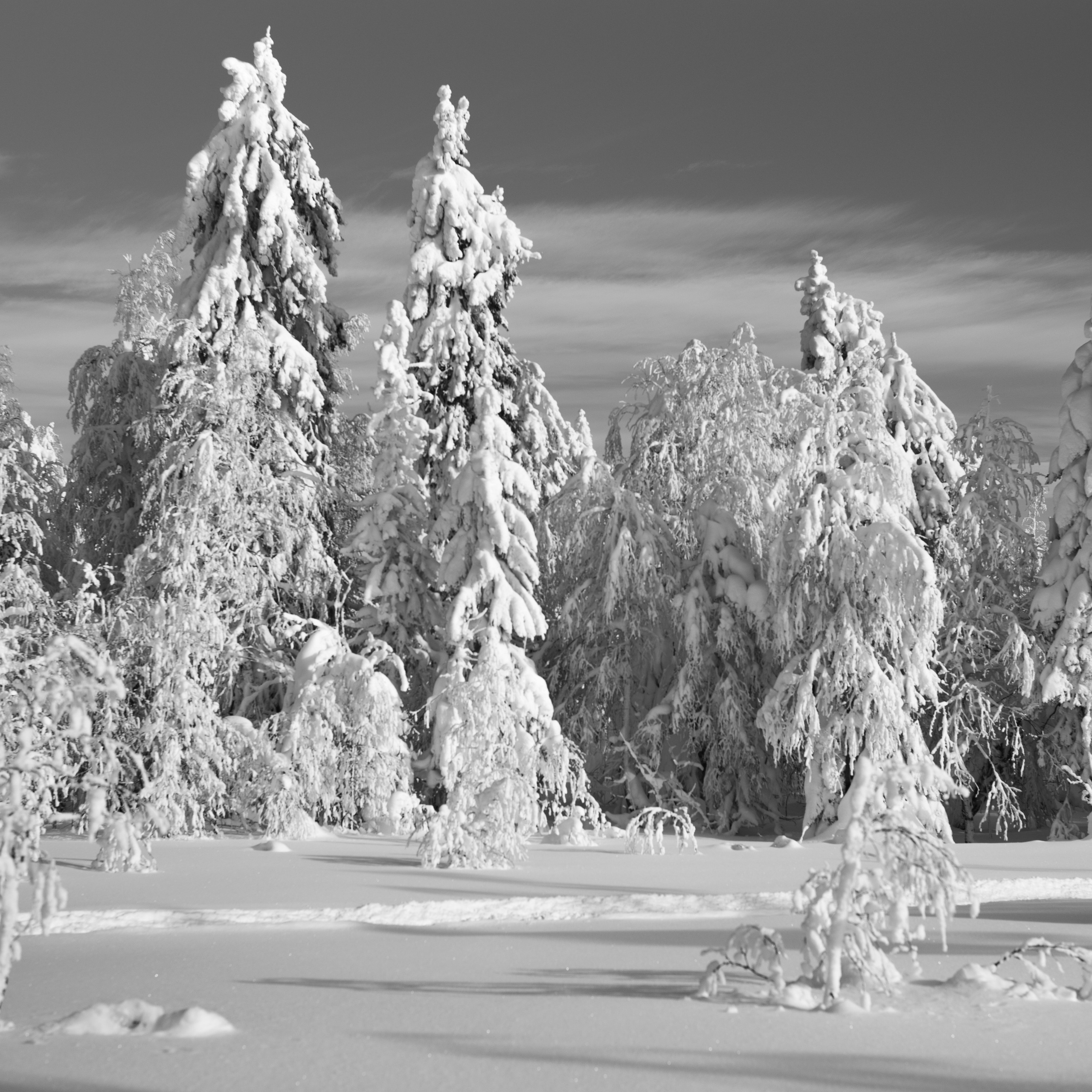 Парма. Искусство фотографии