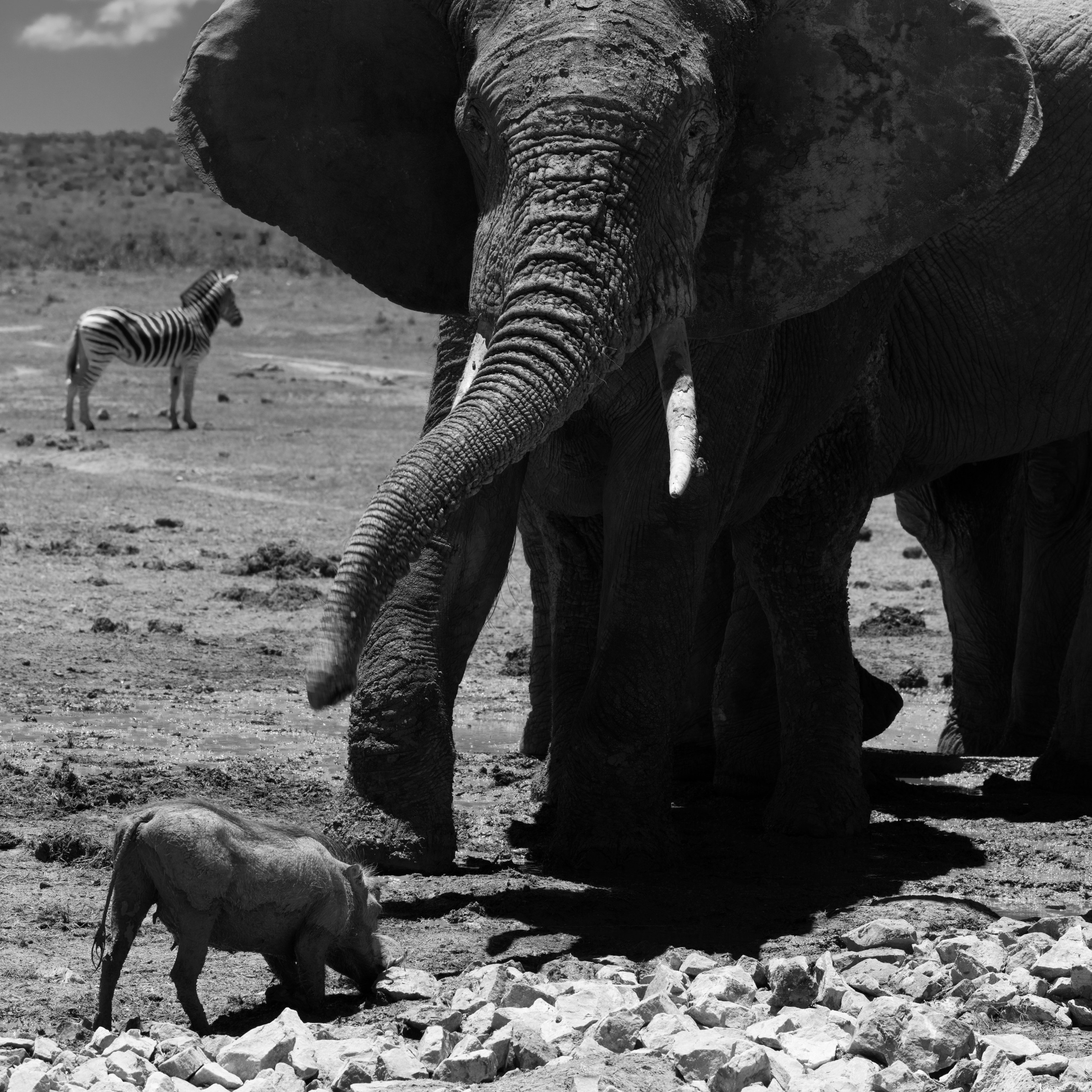 Слоны. Искусство фотографии