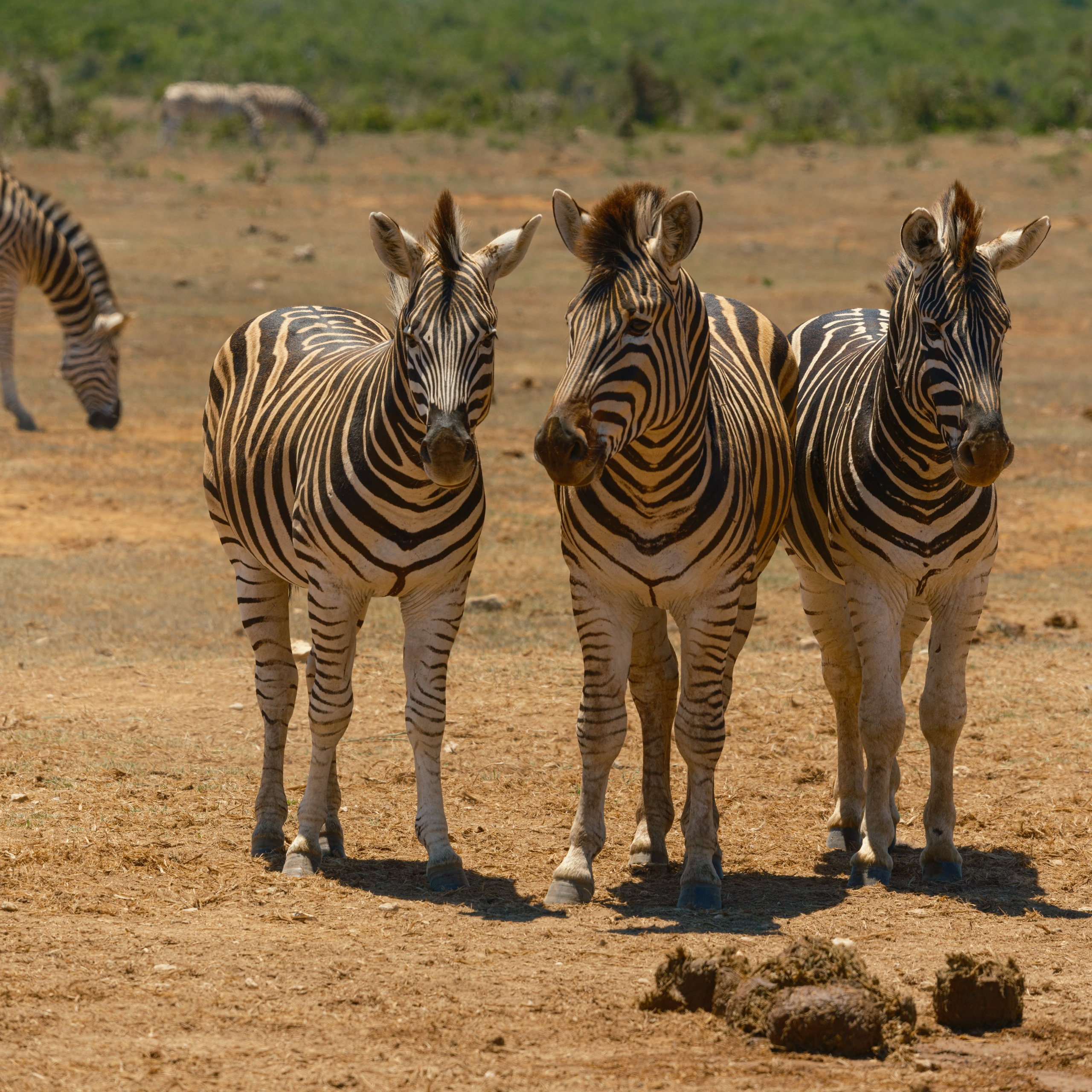 Зебры. Искусство фотографии
