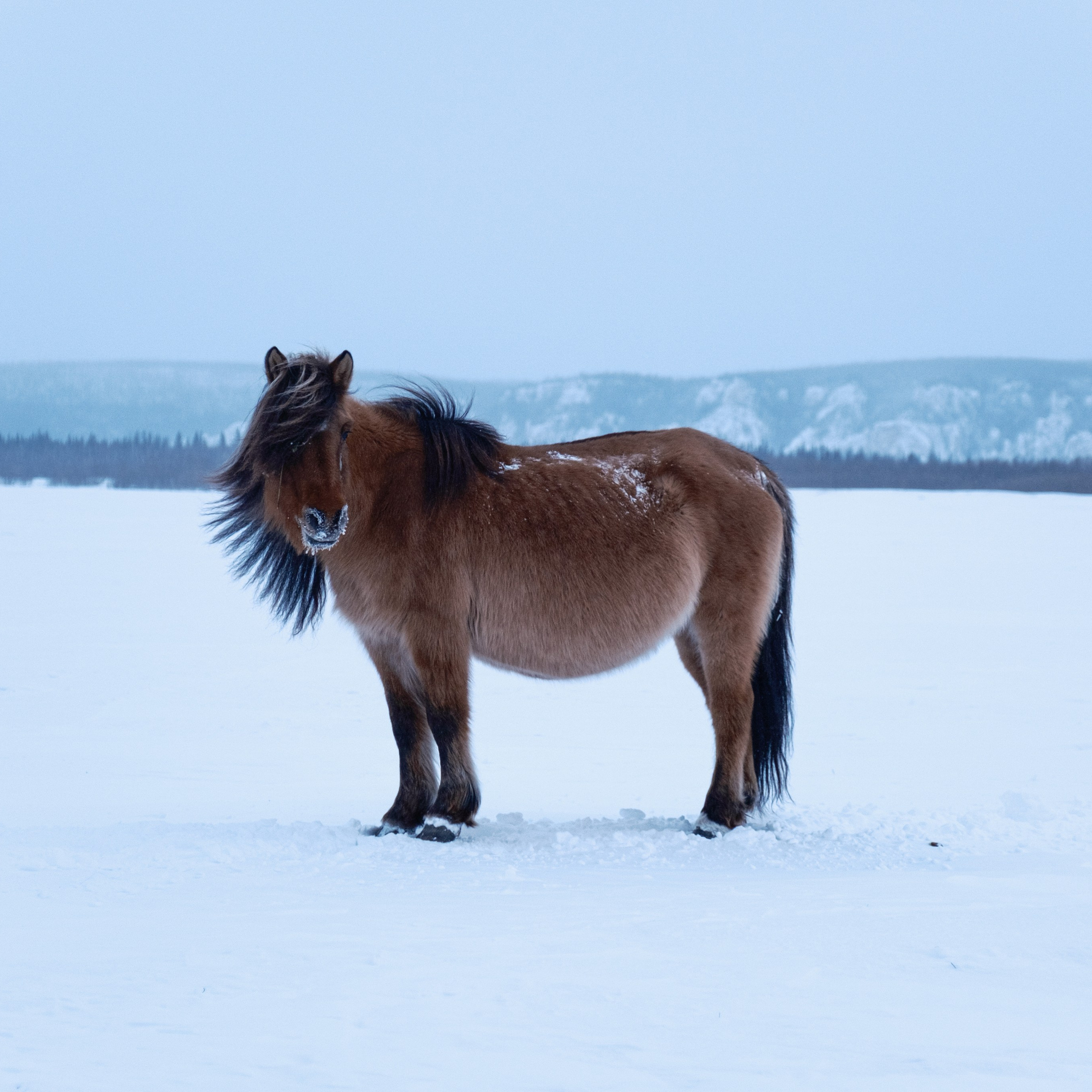 Якутские лошади. Искусство фотографии
