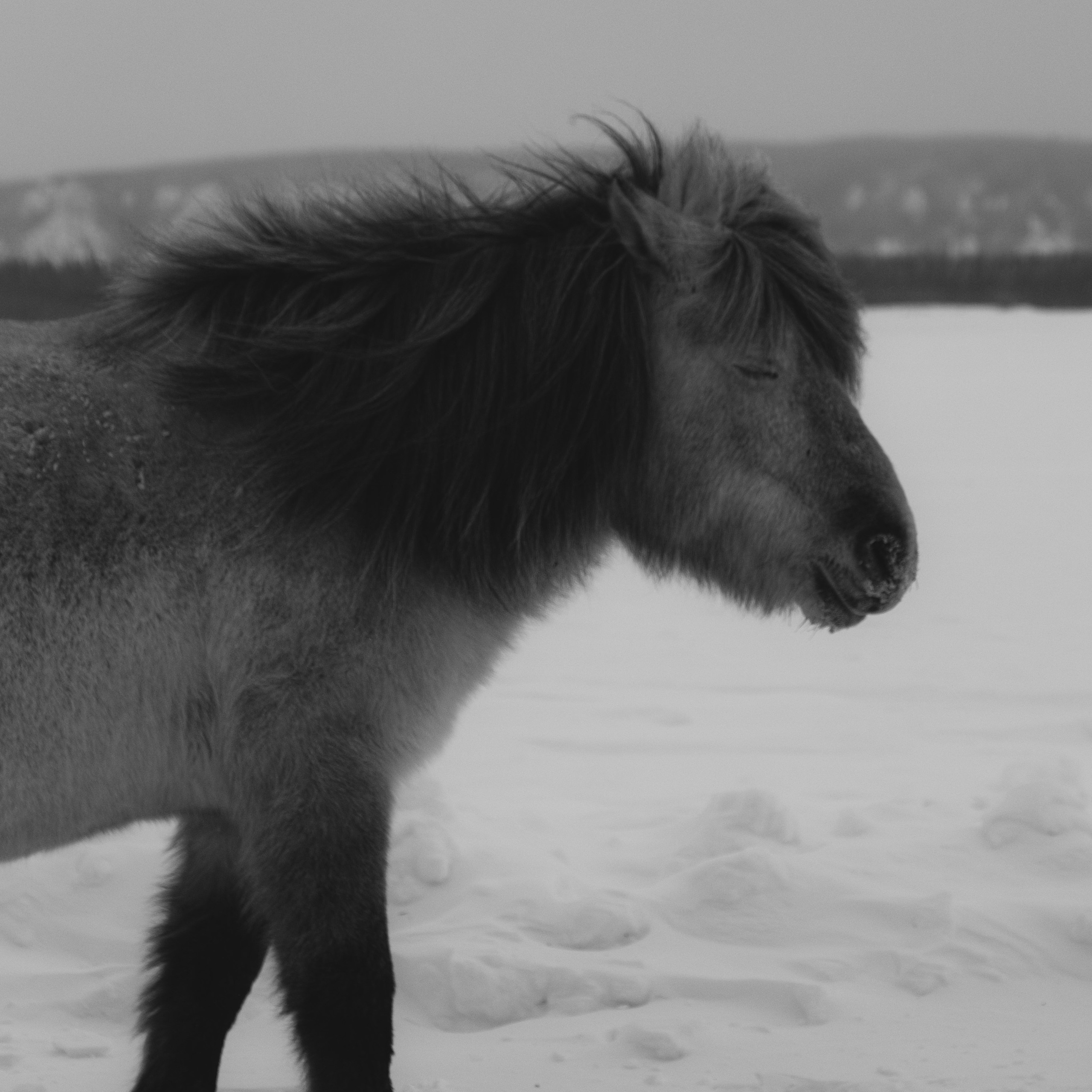 Якутские лошади. Искусство фотографии