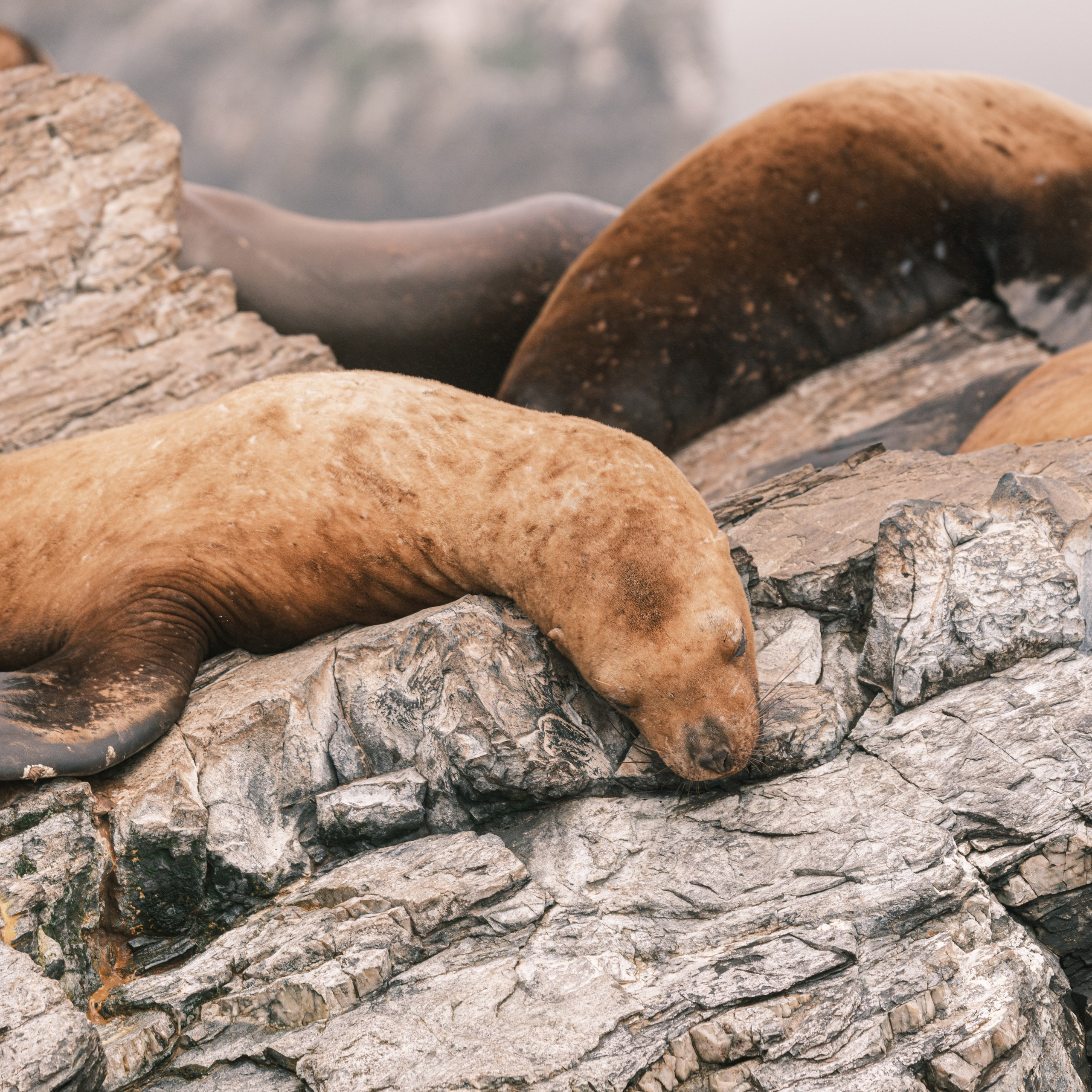 Сивучи. Искусство фотографии