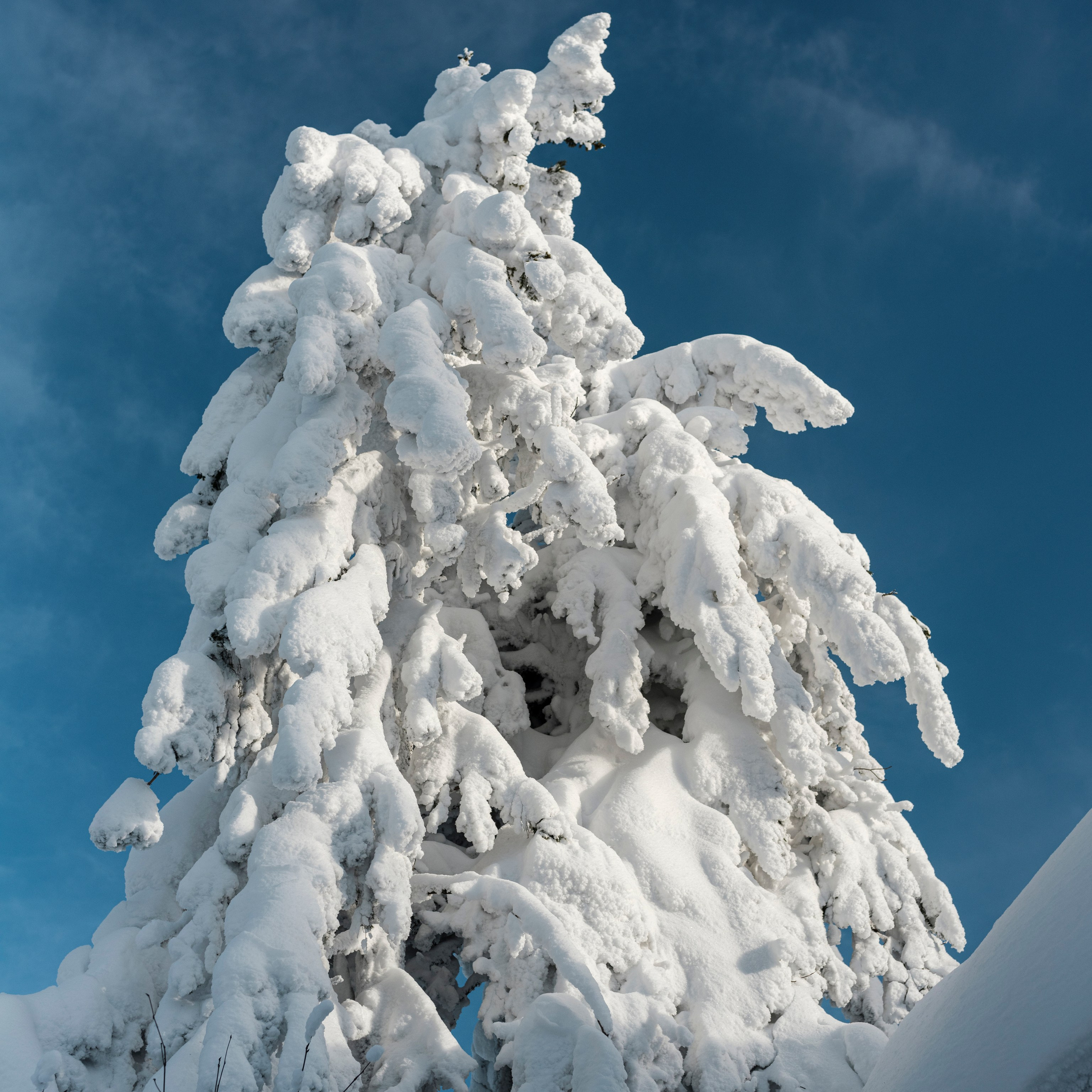 Парма. Искусство фотографии