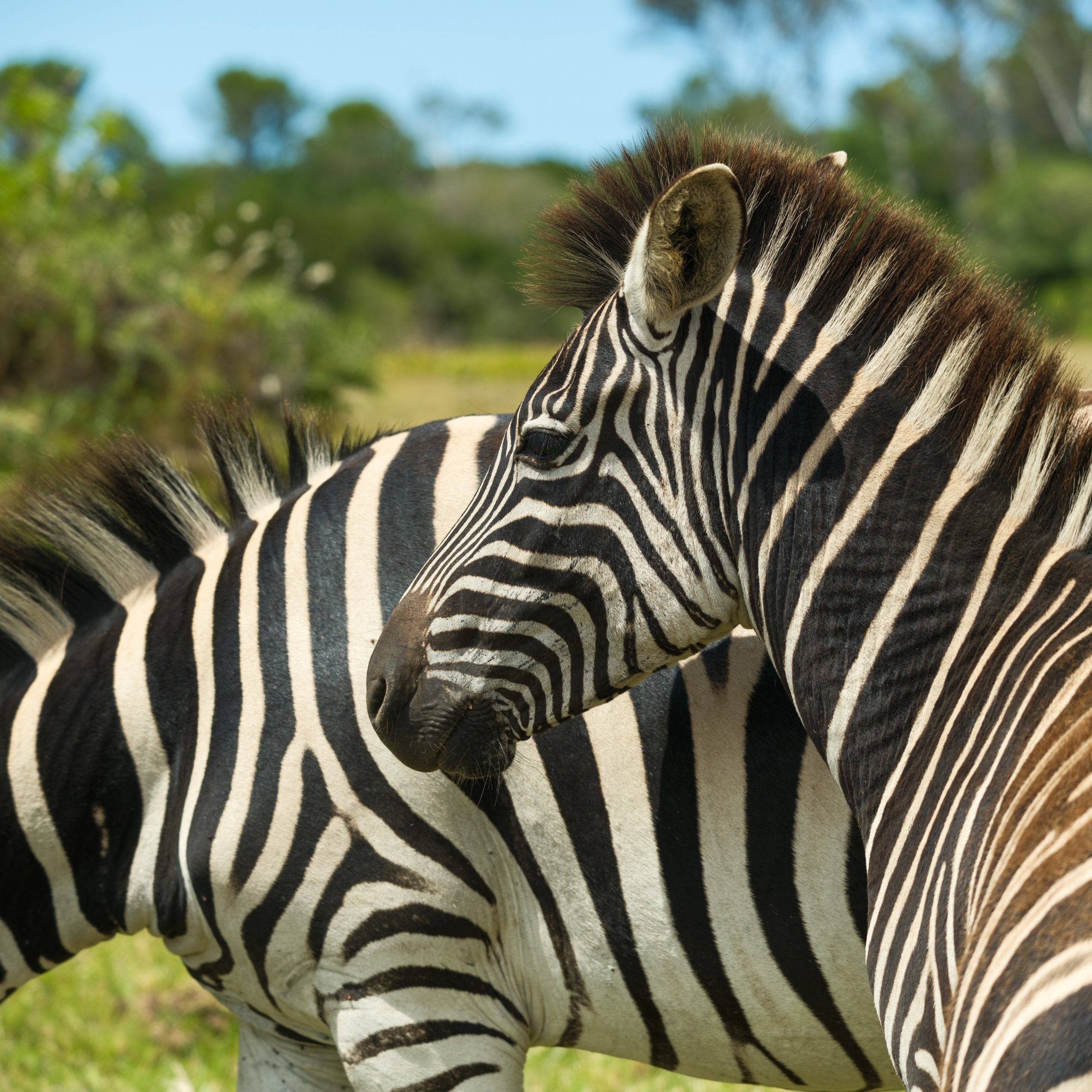 Зебры. Искусство фотографии