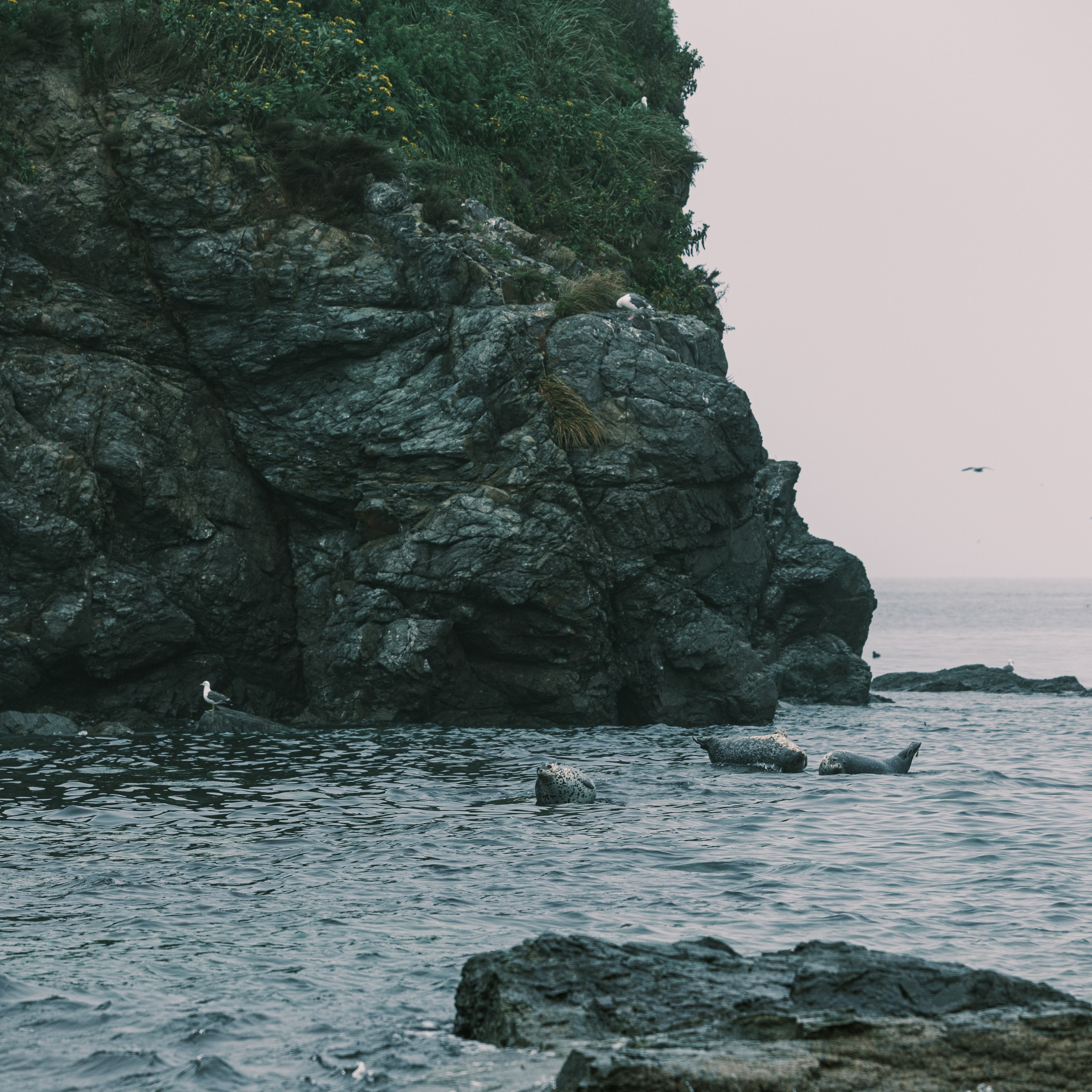 Нерпы. Искусство фотографии