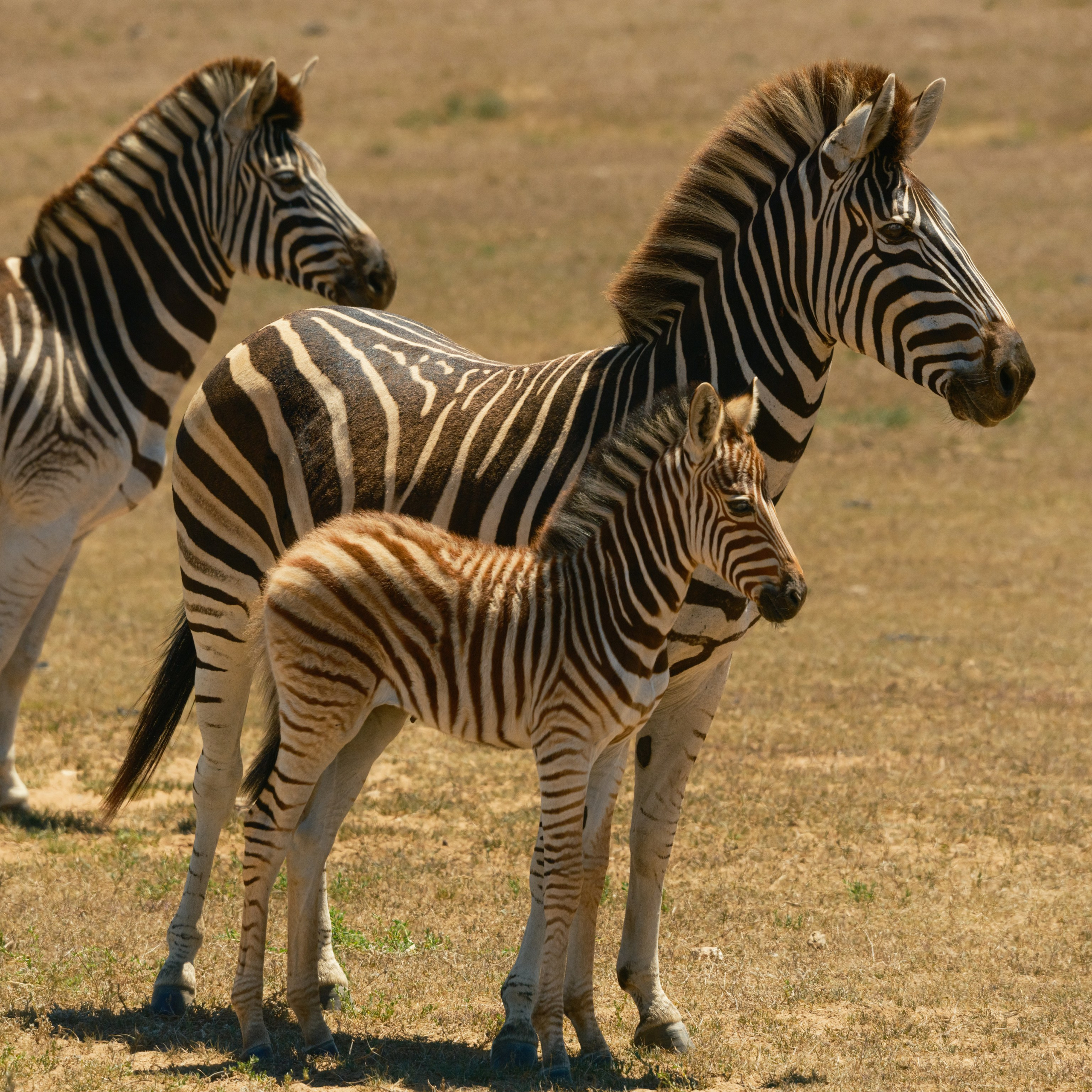 Зебры. Искусство фотографии