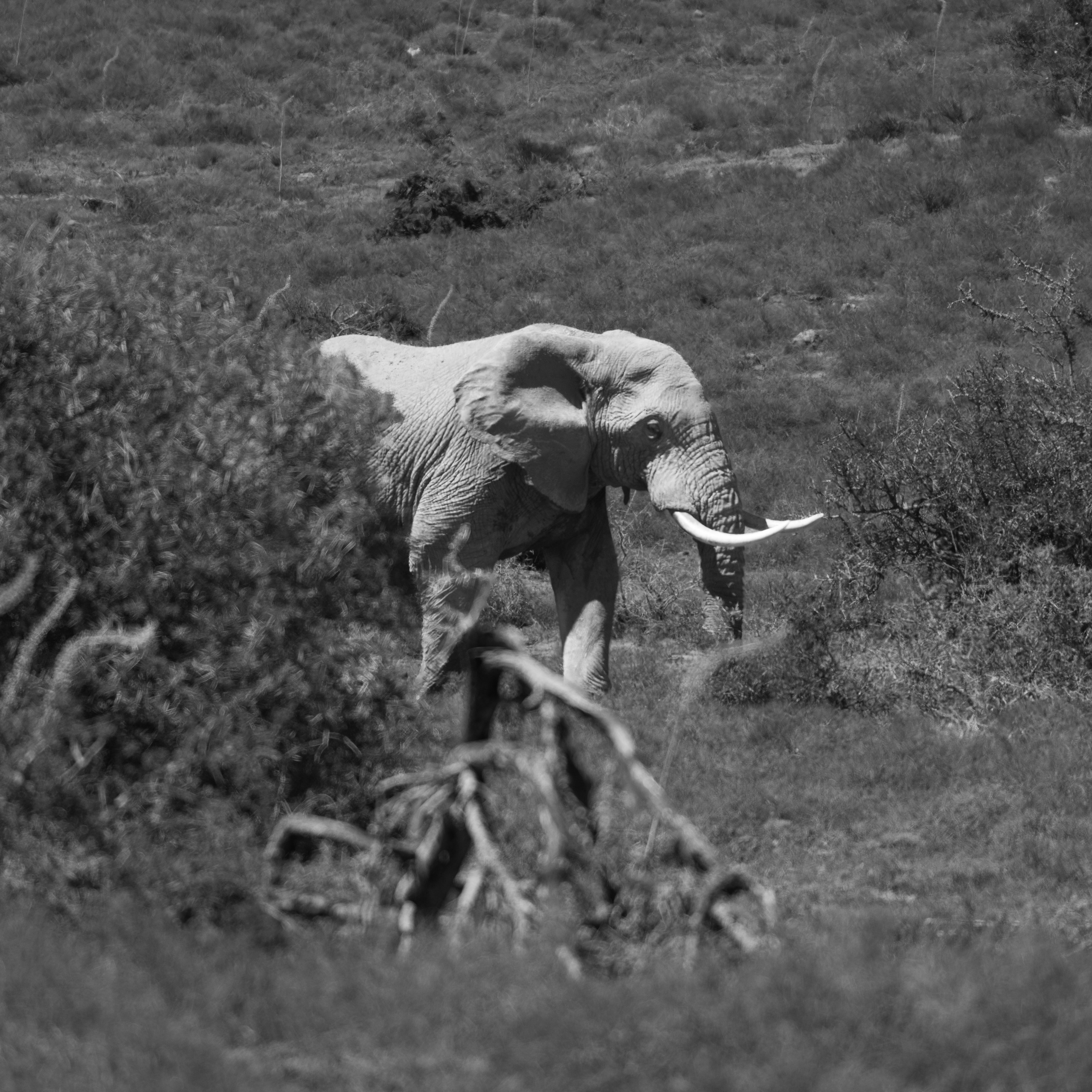 Слоны. Искусство фотографии