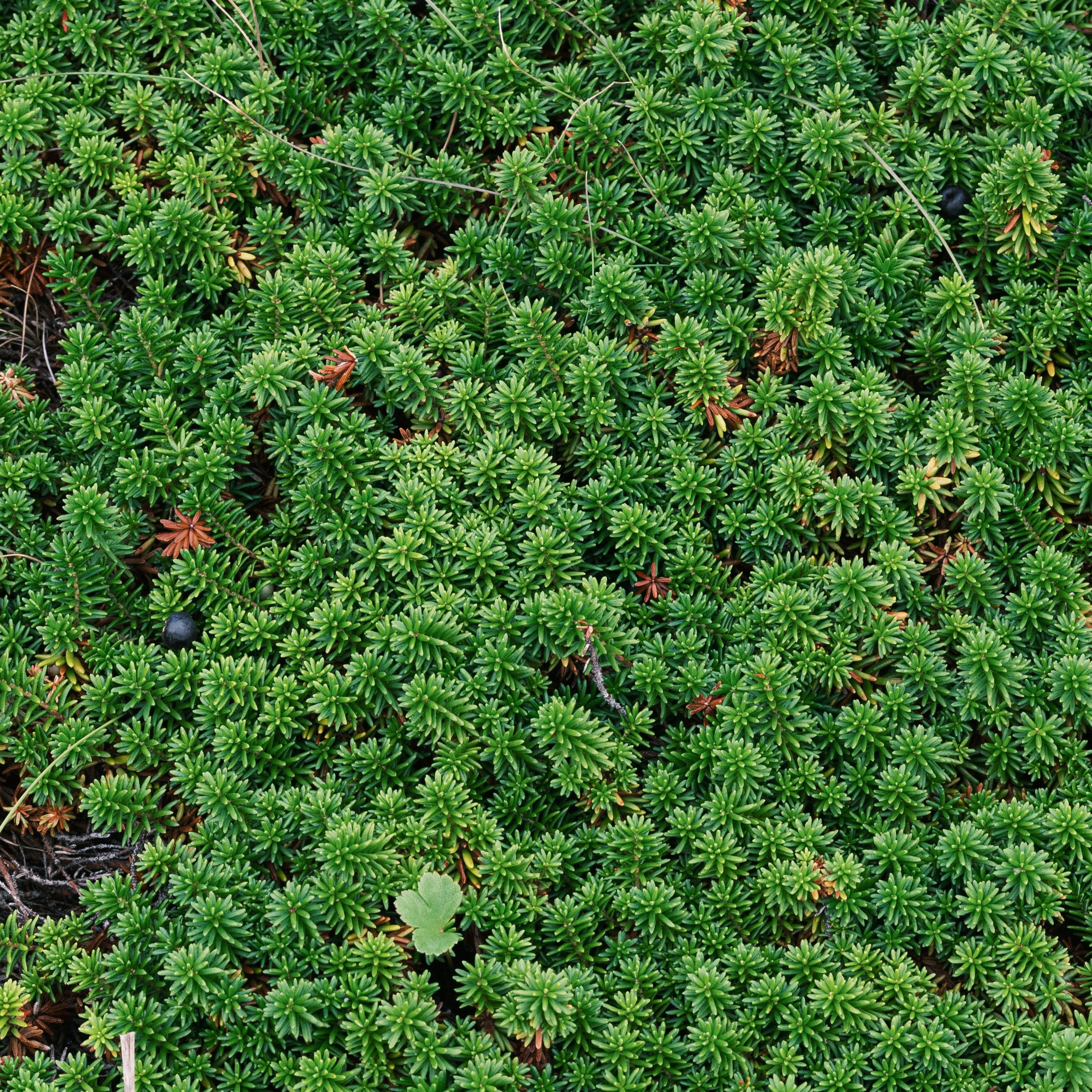 Итуруп. Искусство фотографии