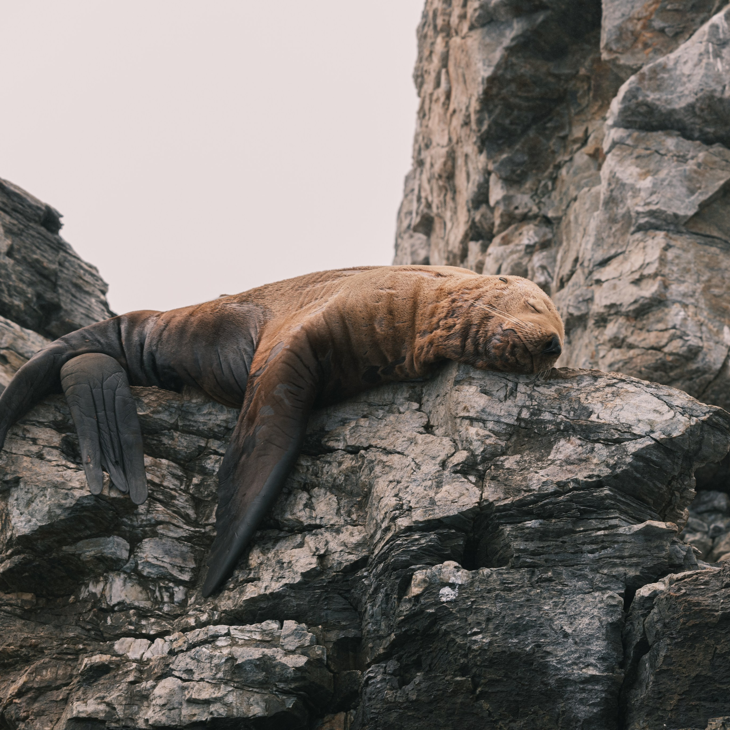 Сивучи. Искусство фотографии