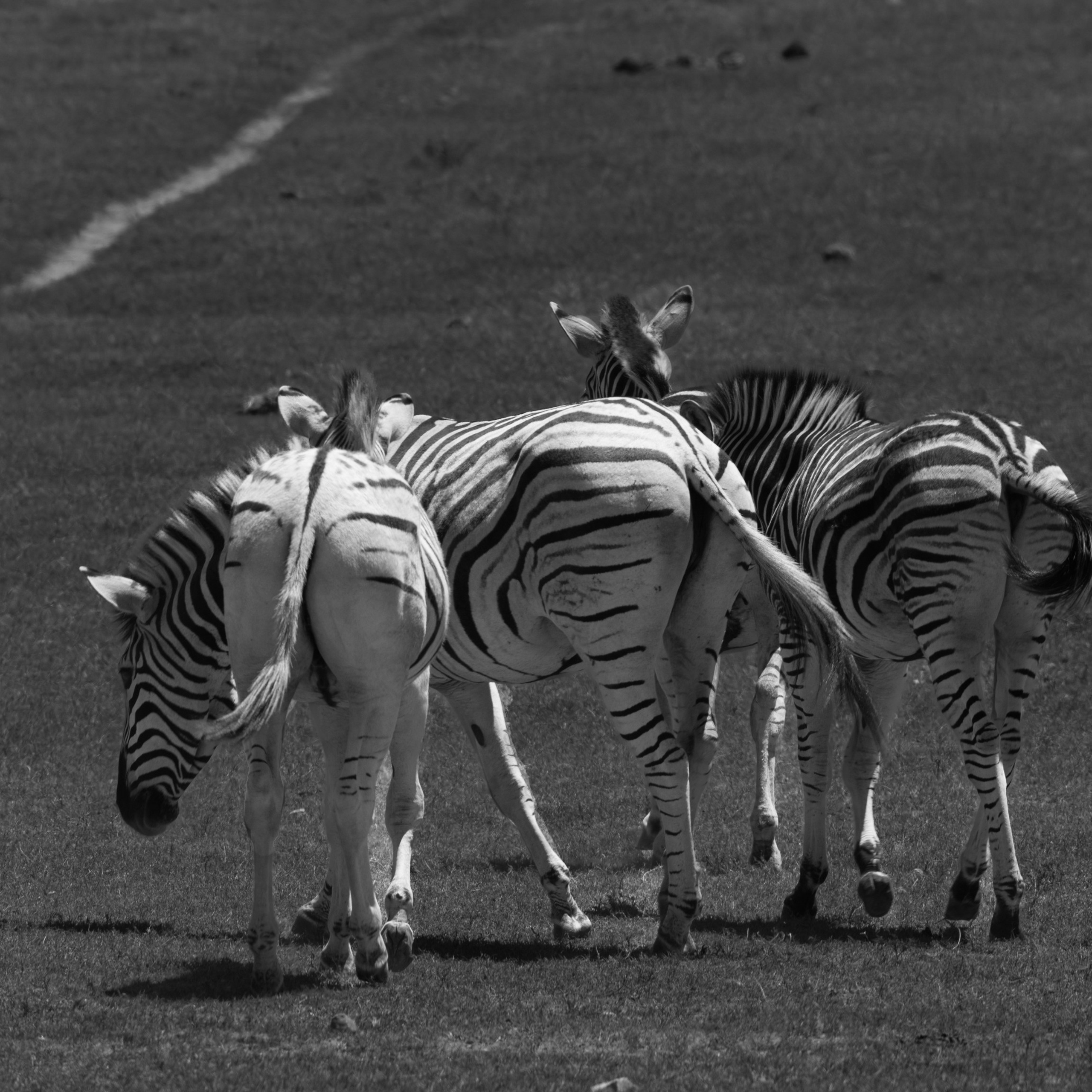 Зебры. Искусство фотографии