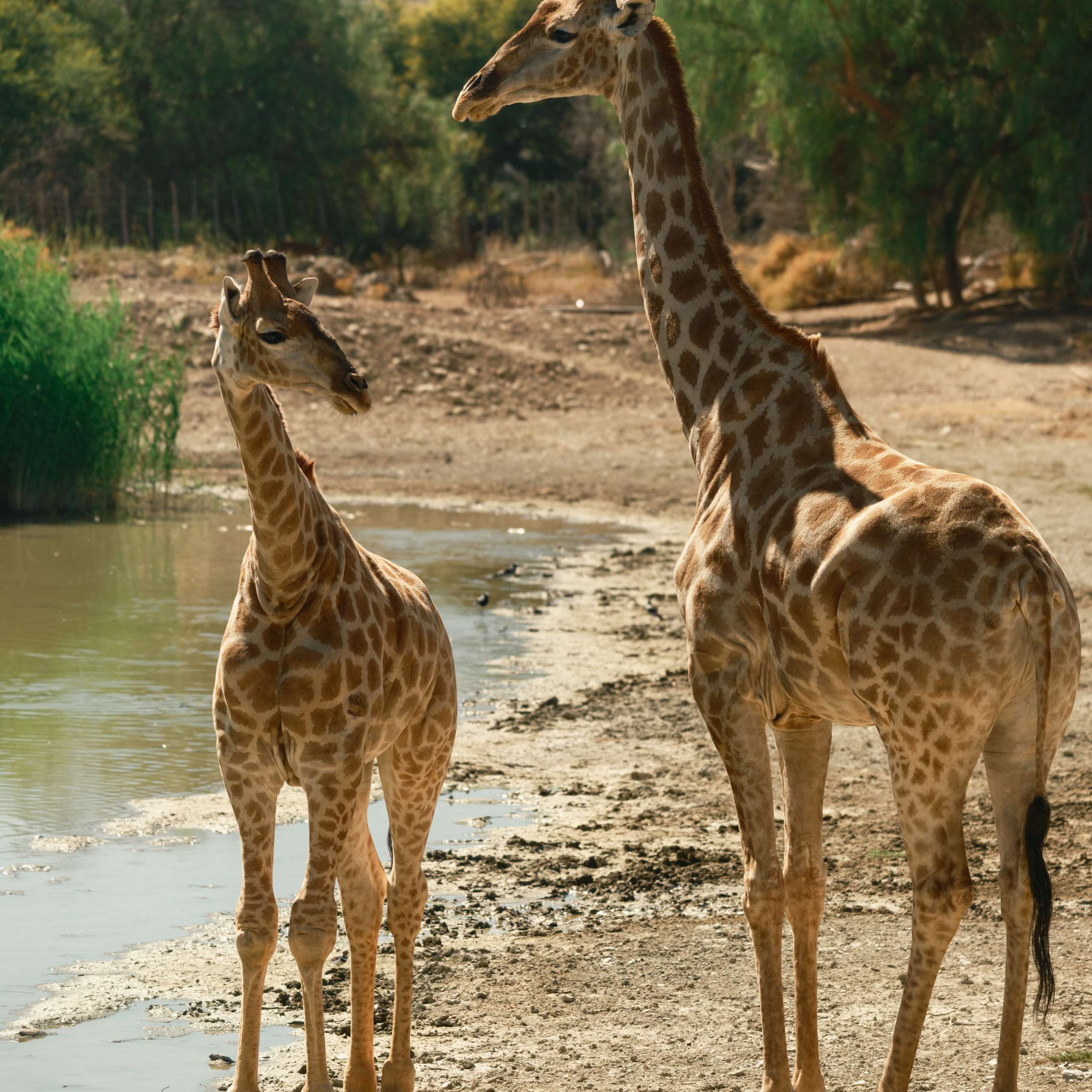 Жирафы. Искусство фотографии