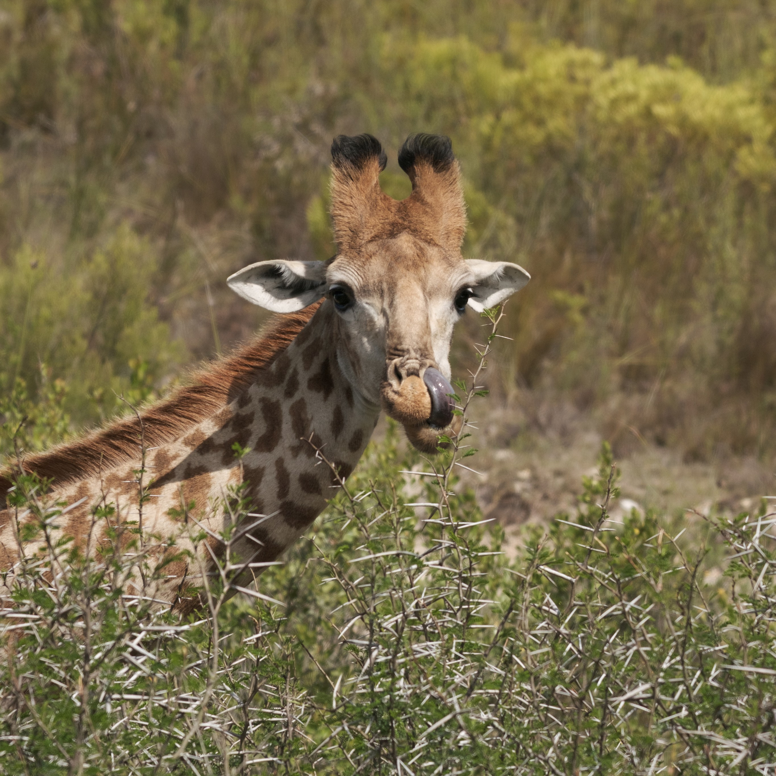 Жирафы. Искусство фотографии