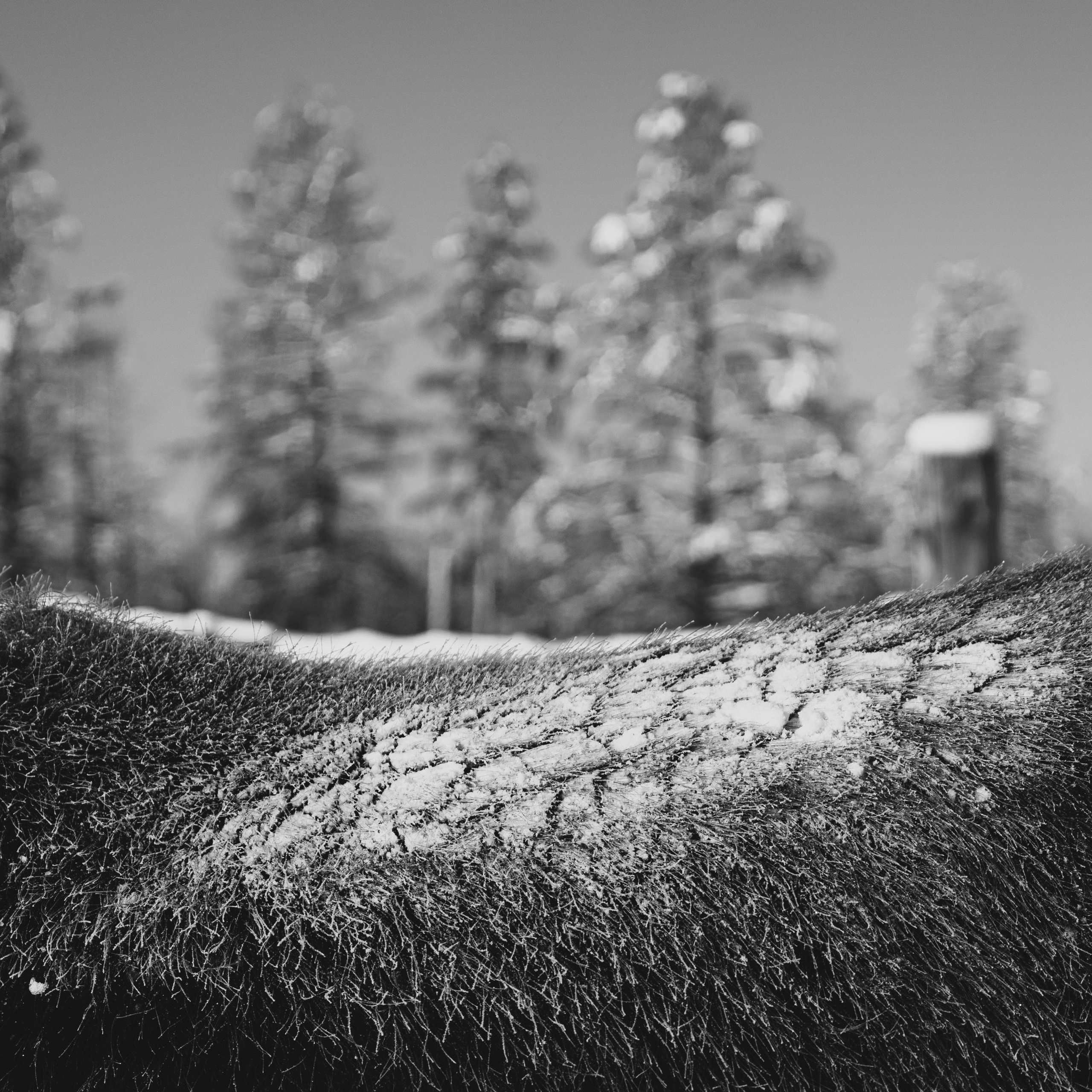 Якутские лошади. Искусство фотографии