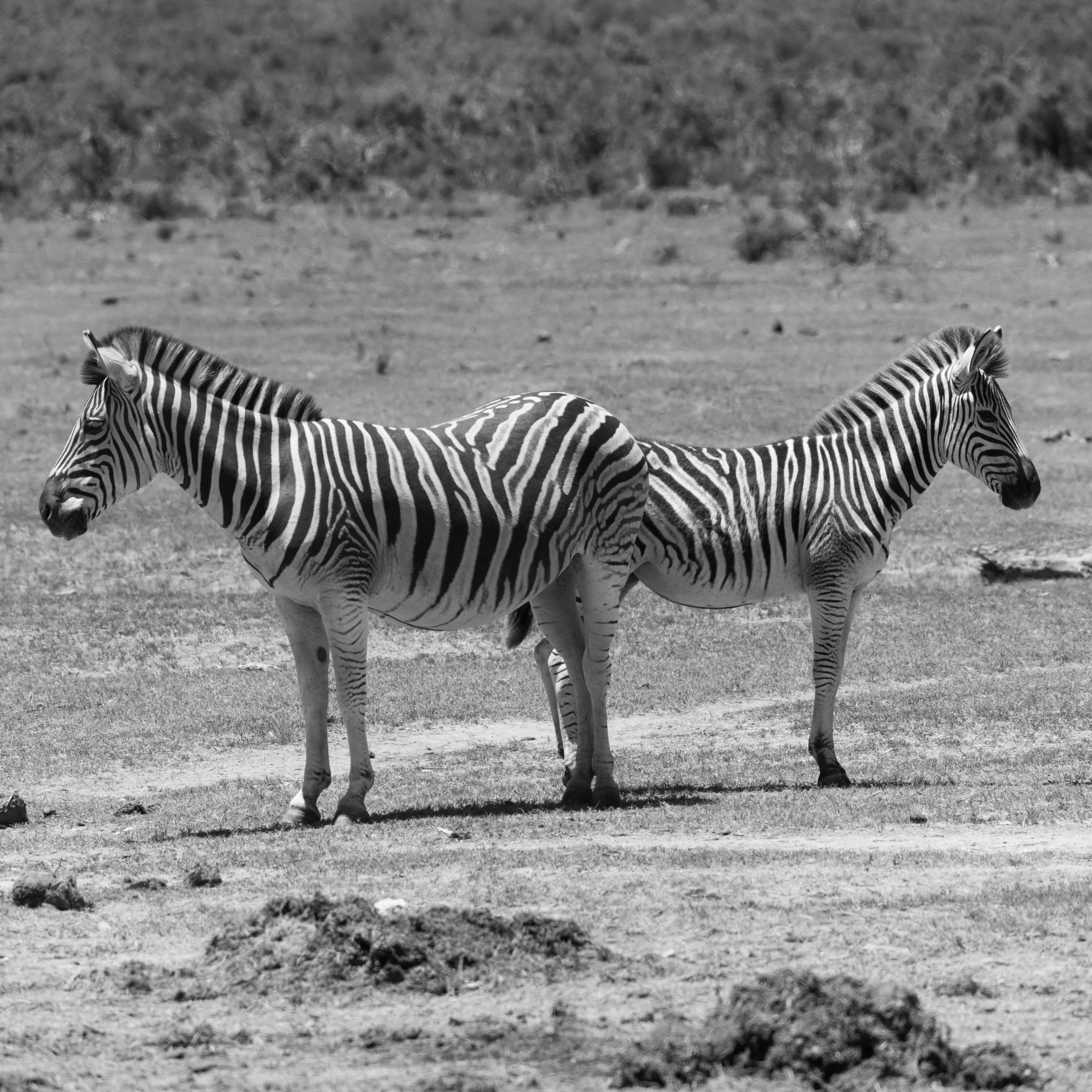 Зебры. Искусство фотографии