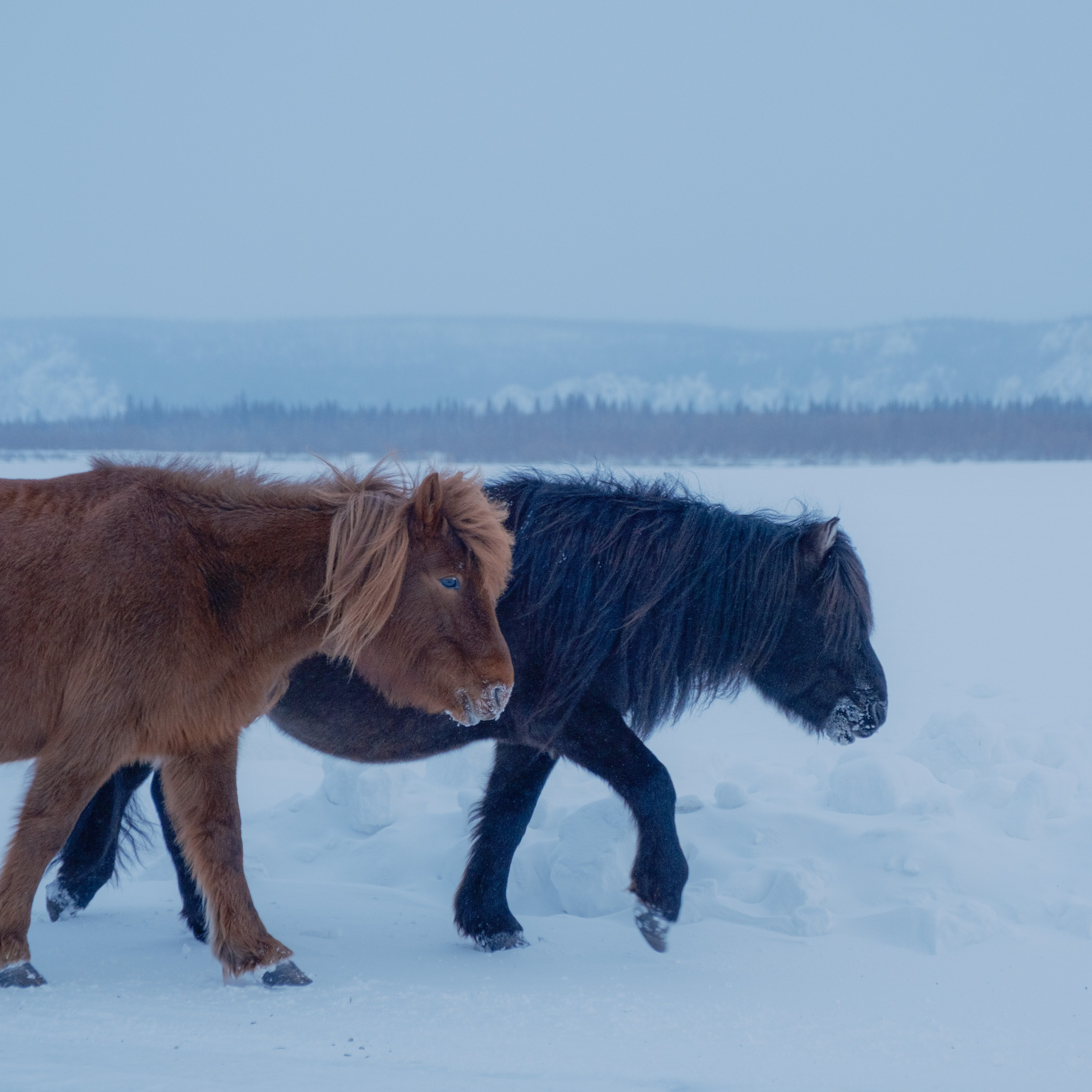 Якутские лошади. Искусство фотографии