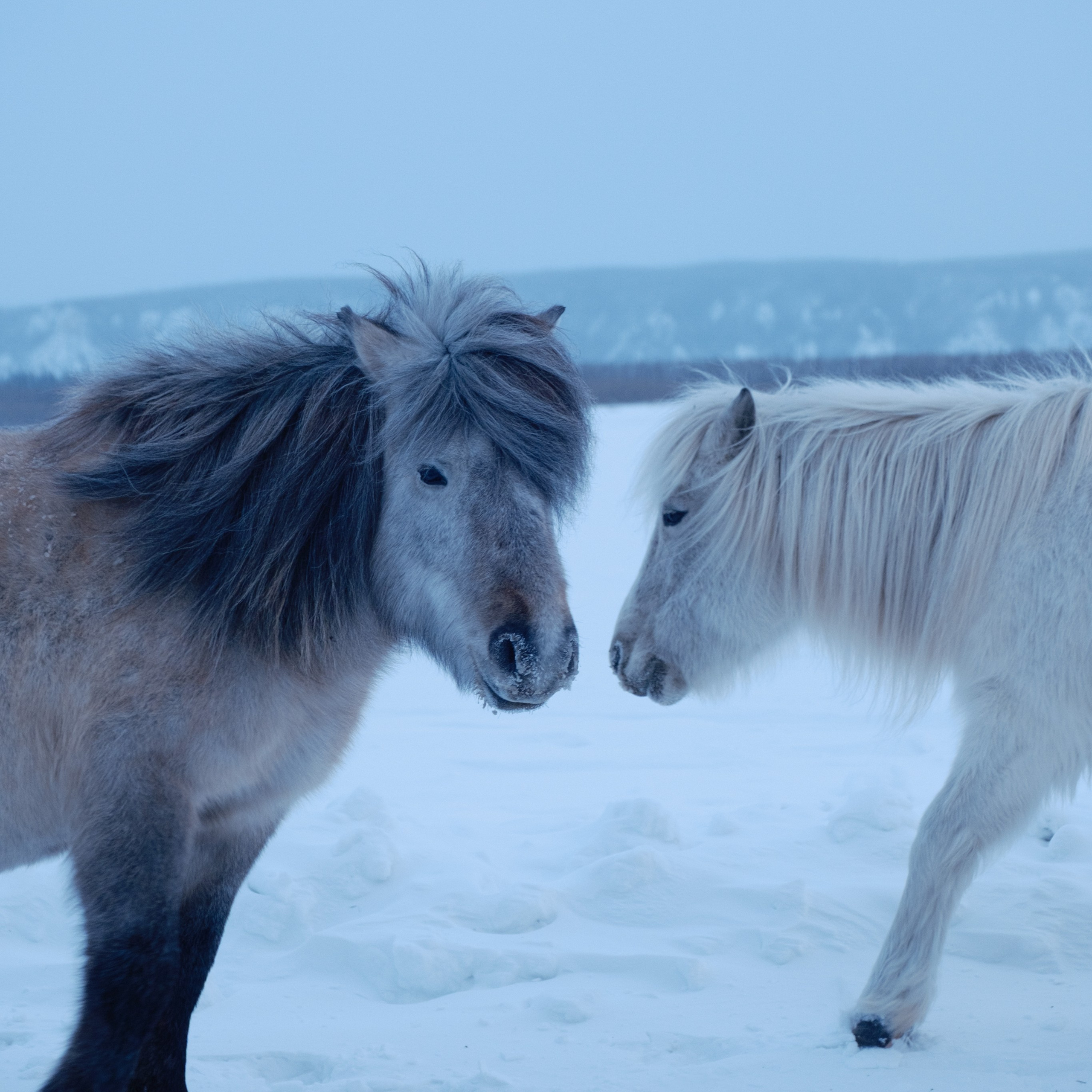 Якутские лошади