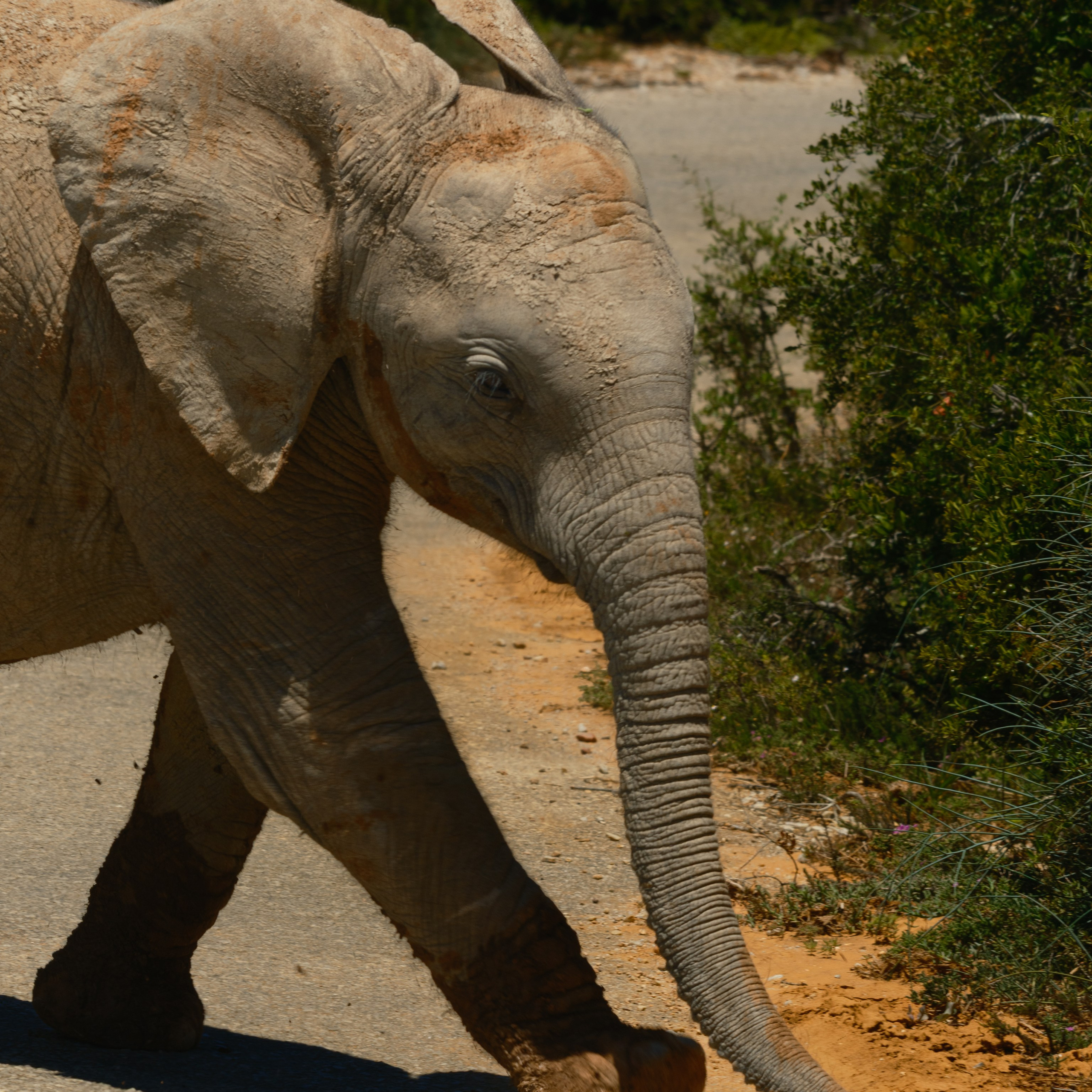 Слоны. Искусство фотографии