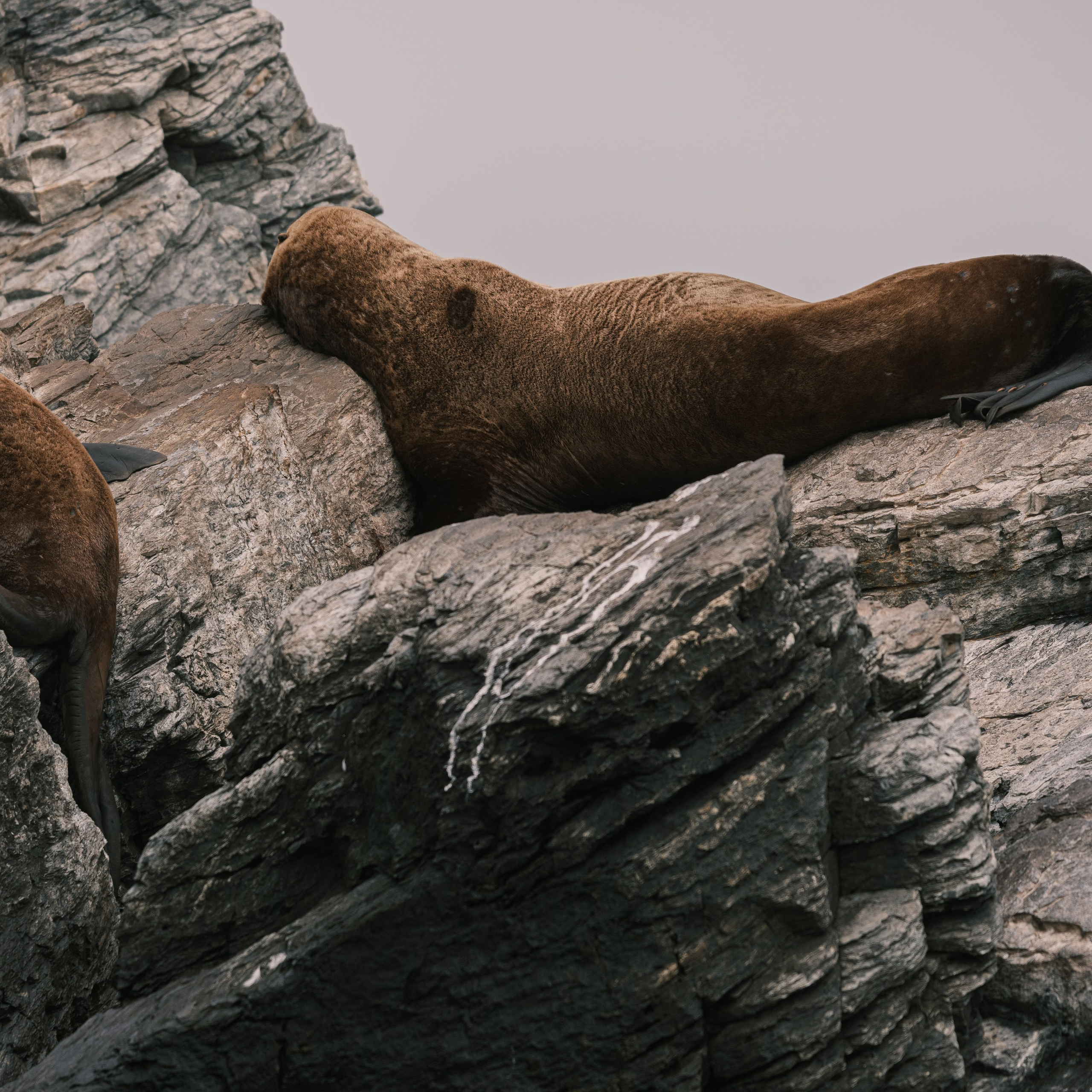 Сивучи. Искусство фотографии