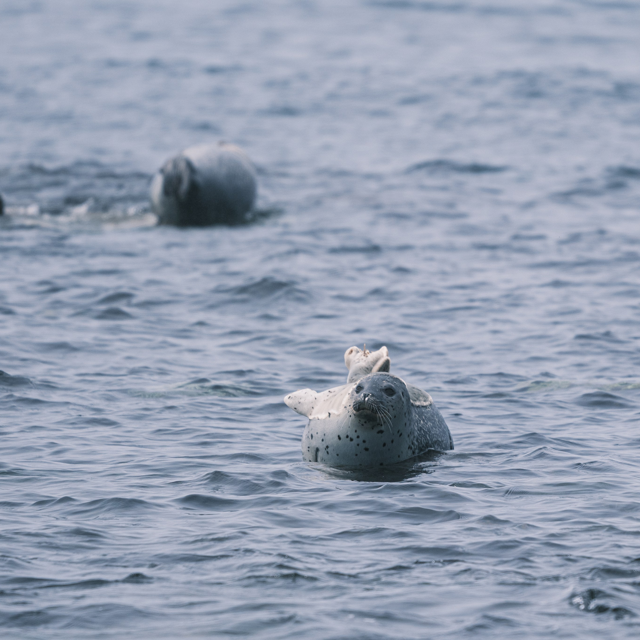 Нерпы. Искусство фотографии