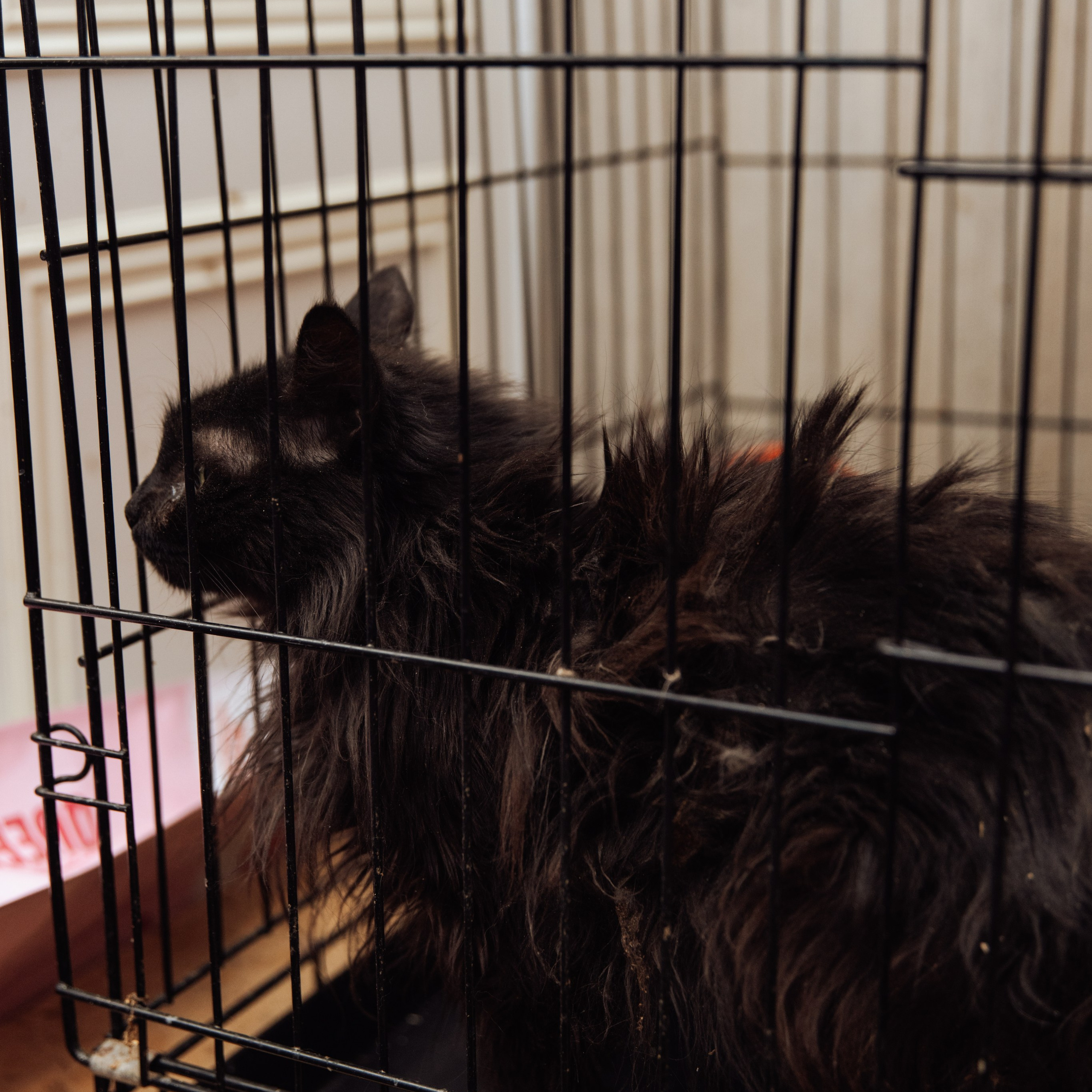 Отзывы. СВАДЕБНЫЙ ФОТОГРАФ И ВИДЕОГРАФ УЛЬЯНОВСК