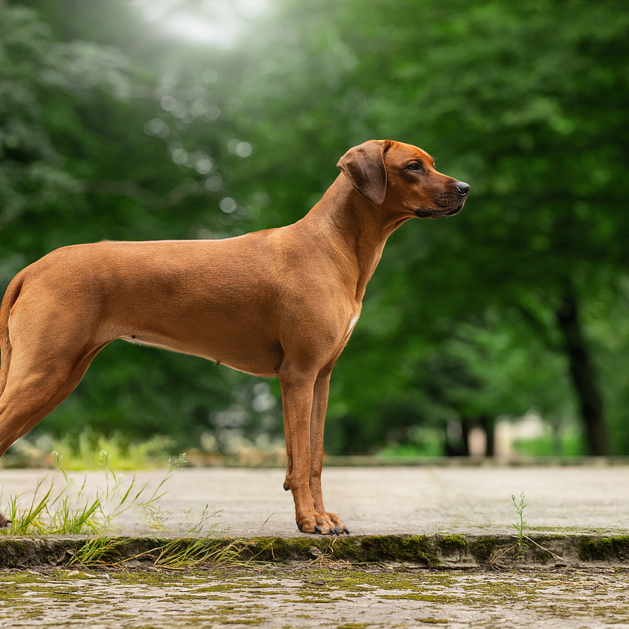 Отзывы. Фотограф анималист в Санкт-Петербурге Светлана Писарева