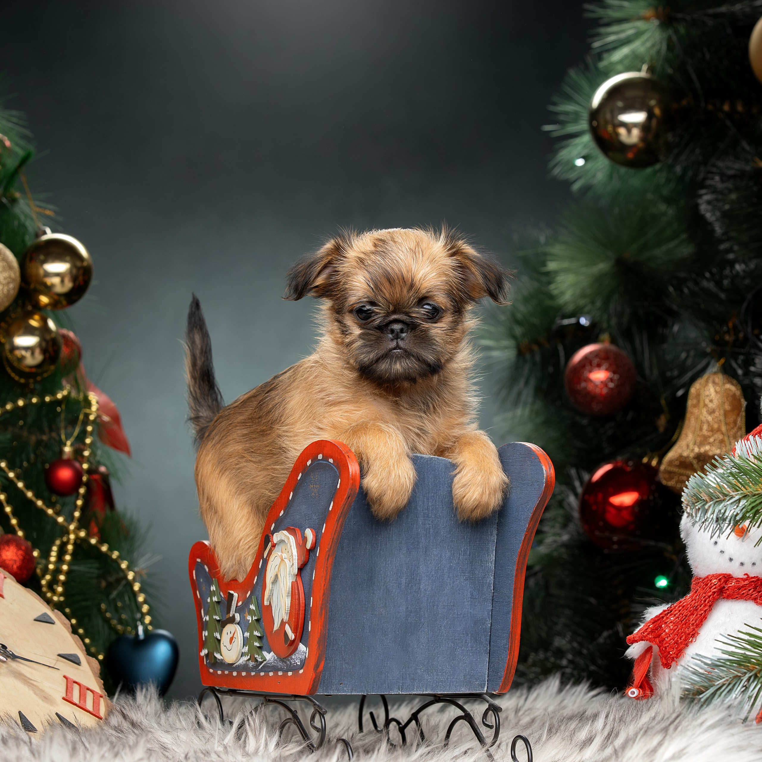 Отзывы. Фотограф анималист в Санкт-Петербурге Светлана Писарева