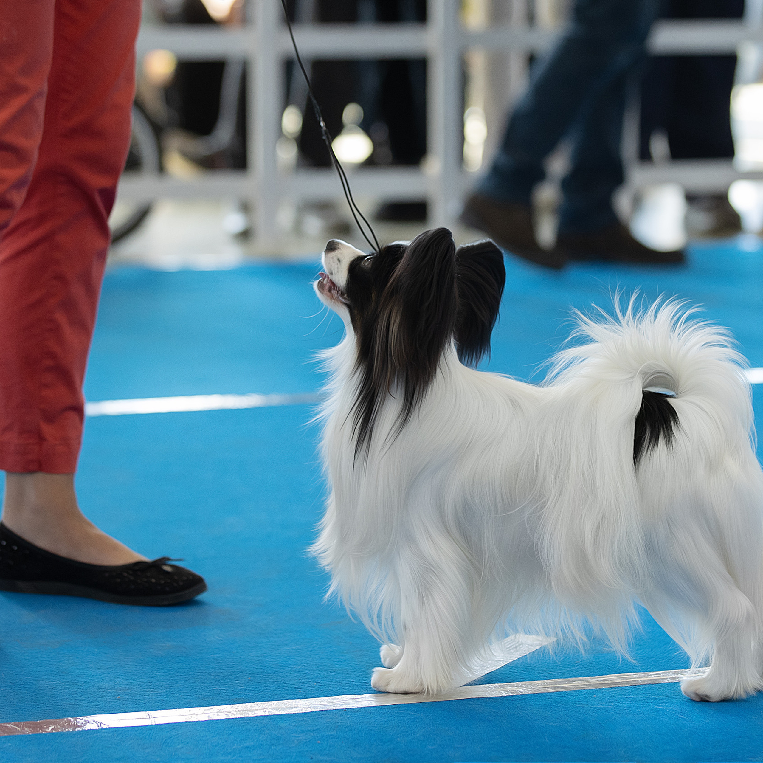 Отзывы. Фотограф анималист в Санкт-Петербурге Светлана Писарева