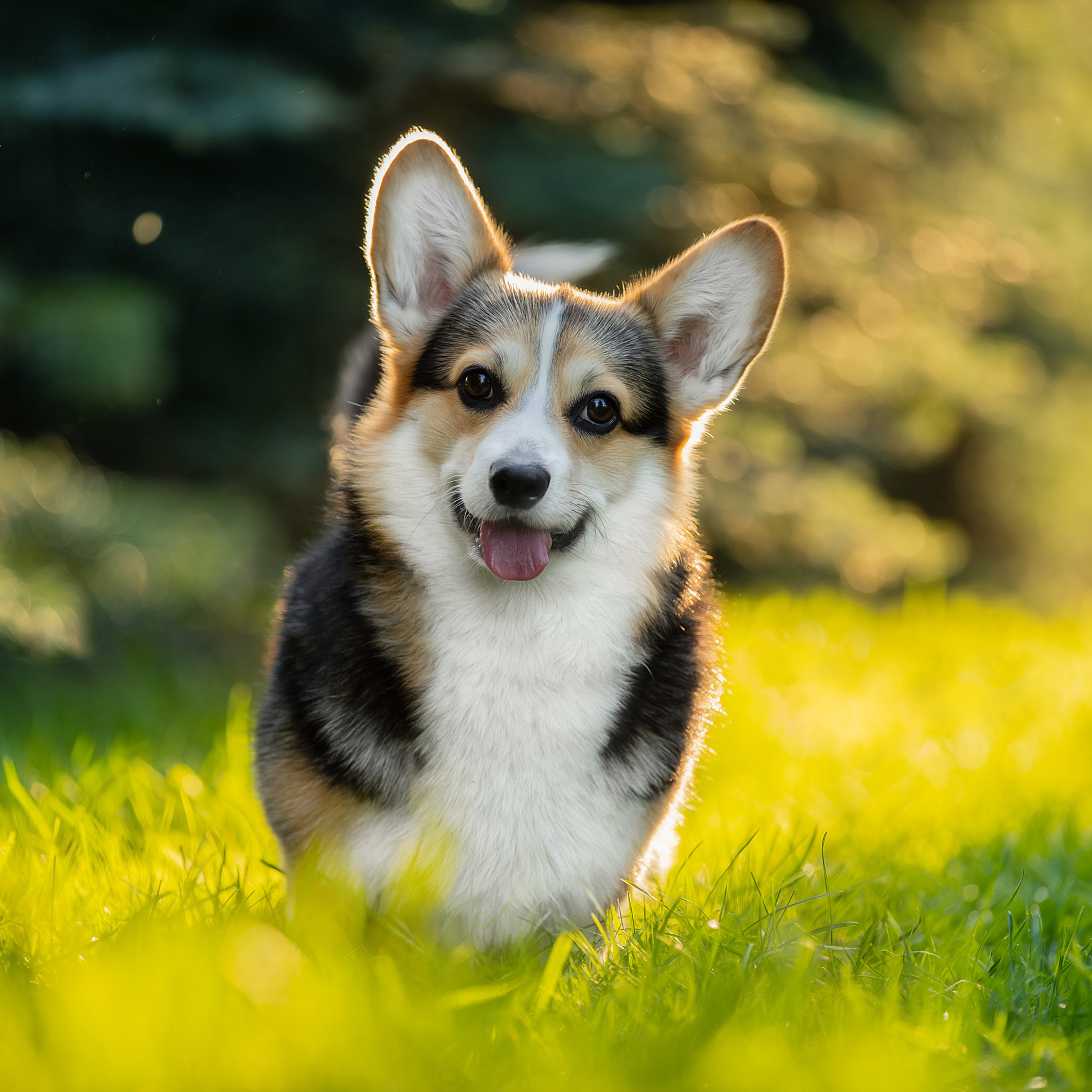 Отзывы. Фотограф анималист в Санкт-Петербурге Светлана Писарева