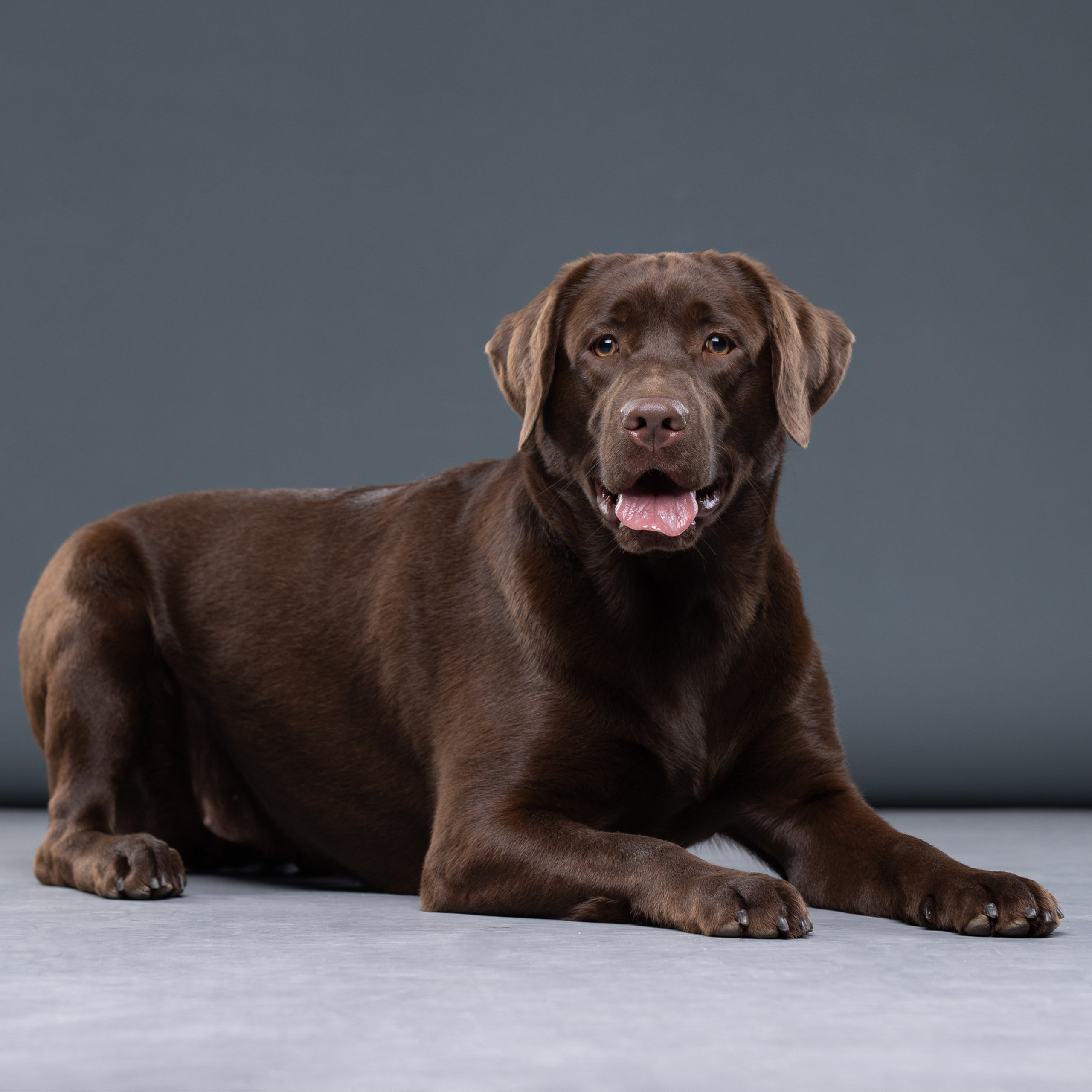 Отзывы. Фотограф анималист в Санкт-Петербурге Светлана Писарева