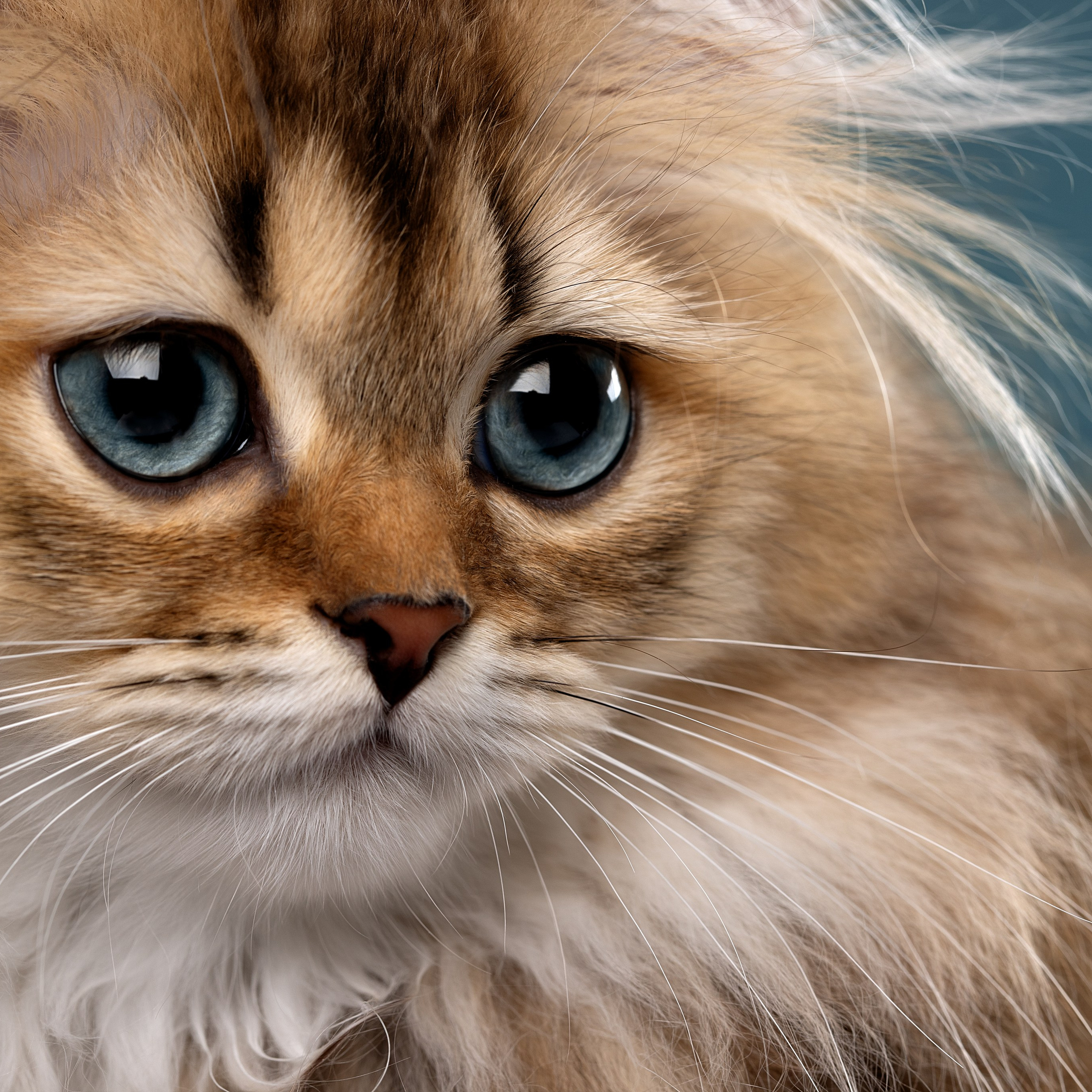 Отзывы. Фотограф анималист в Санкт-Петербурге Светлана Писарева