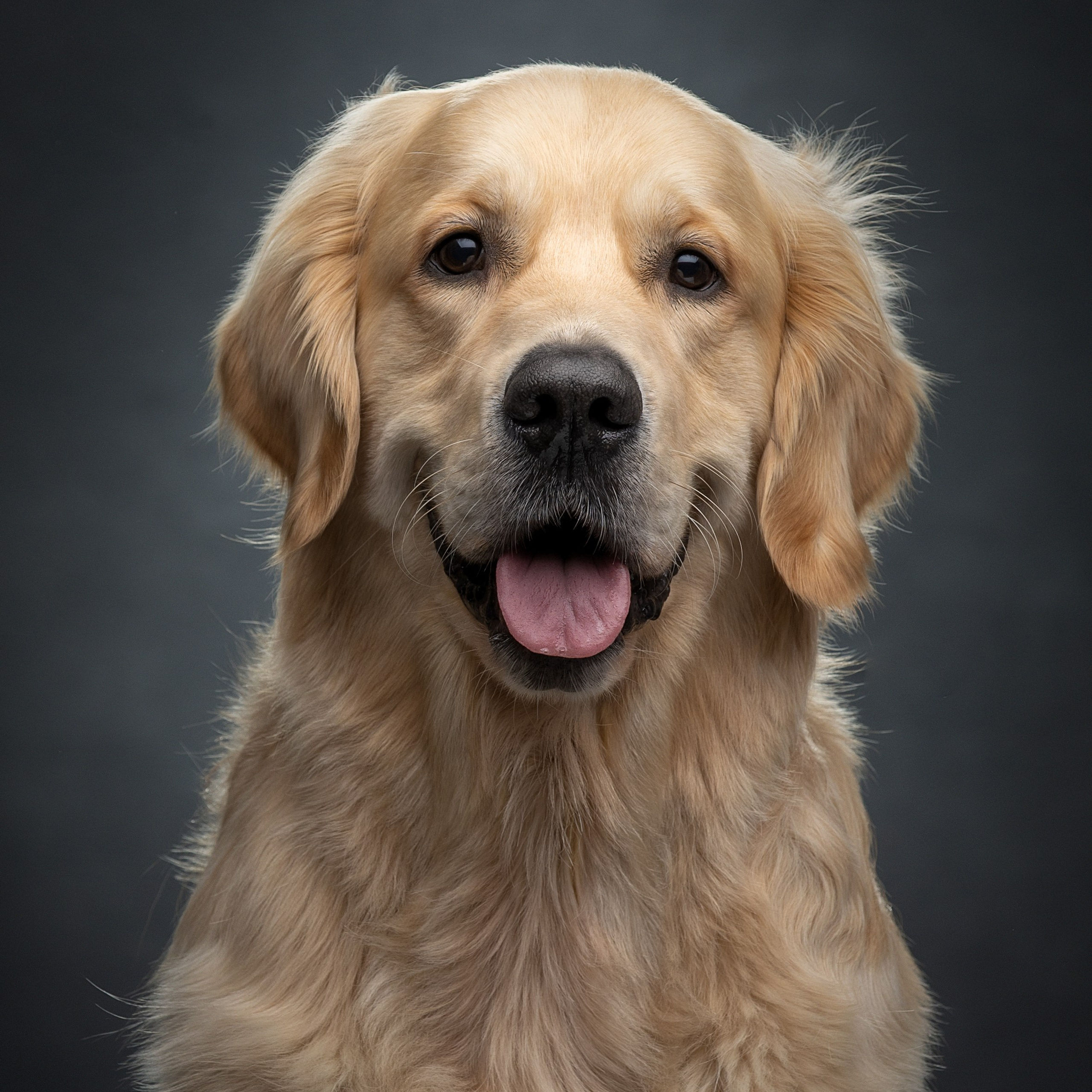 Отзывы. Фотограф анималист в Санкт-Петербурге Светлана Писарева