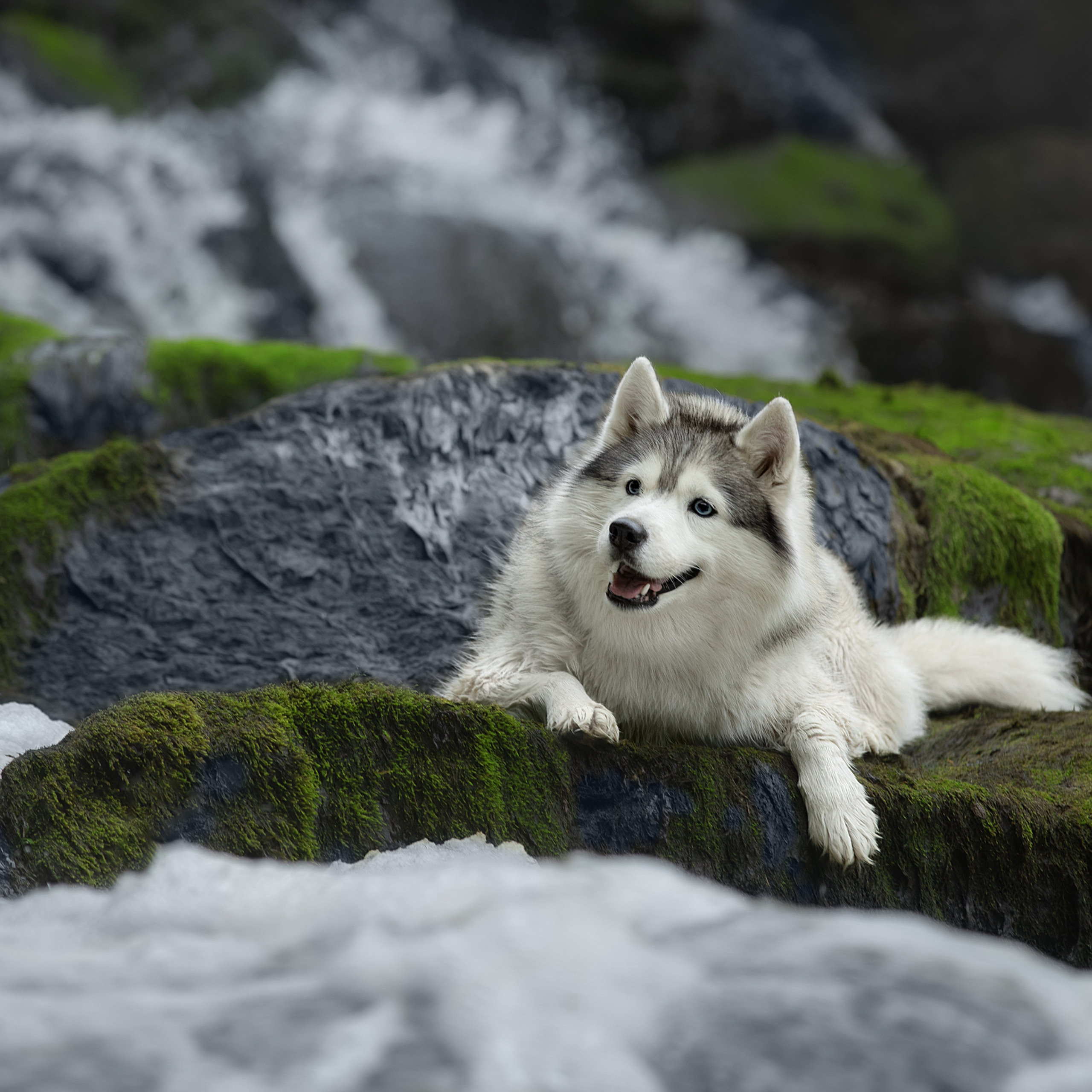 Мастер Класс в Выборге 07.07.19. Фотограф анималист в Санкт-Петербурге Светлана Писарева