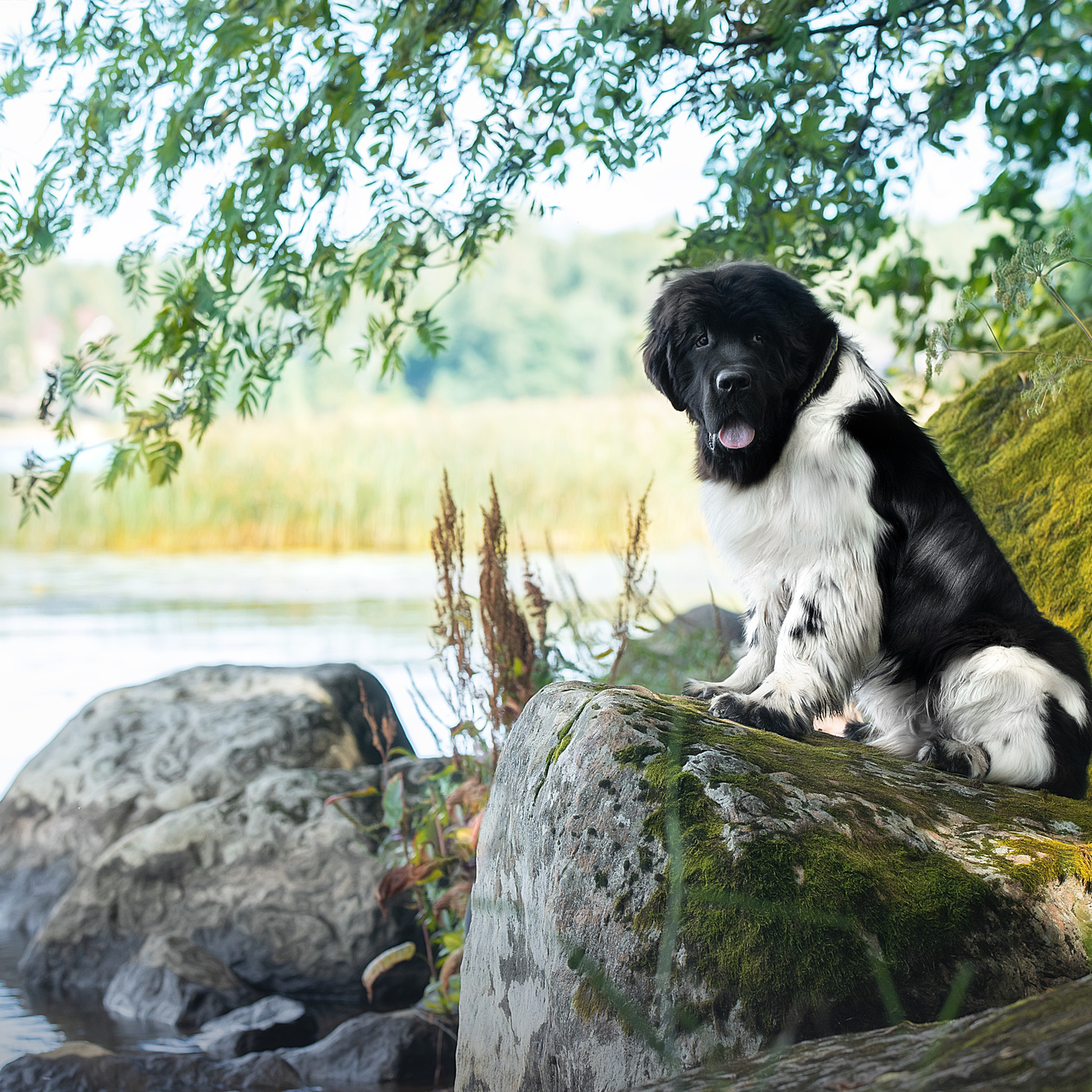 Отзывы. Фотограф анималист в Санкт-Петербурге Светлана Писарева
