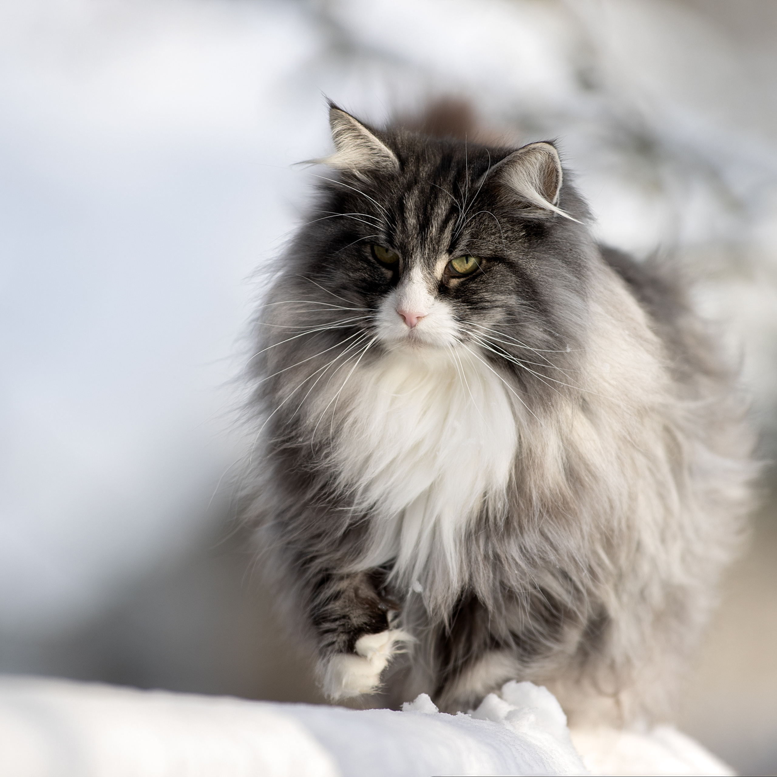 Отзывы. Фотограф анималист в Санкт-Петербурге Светлана Писарева