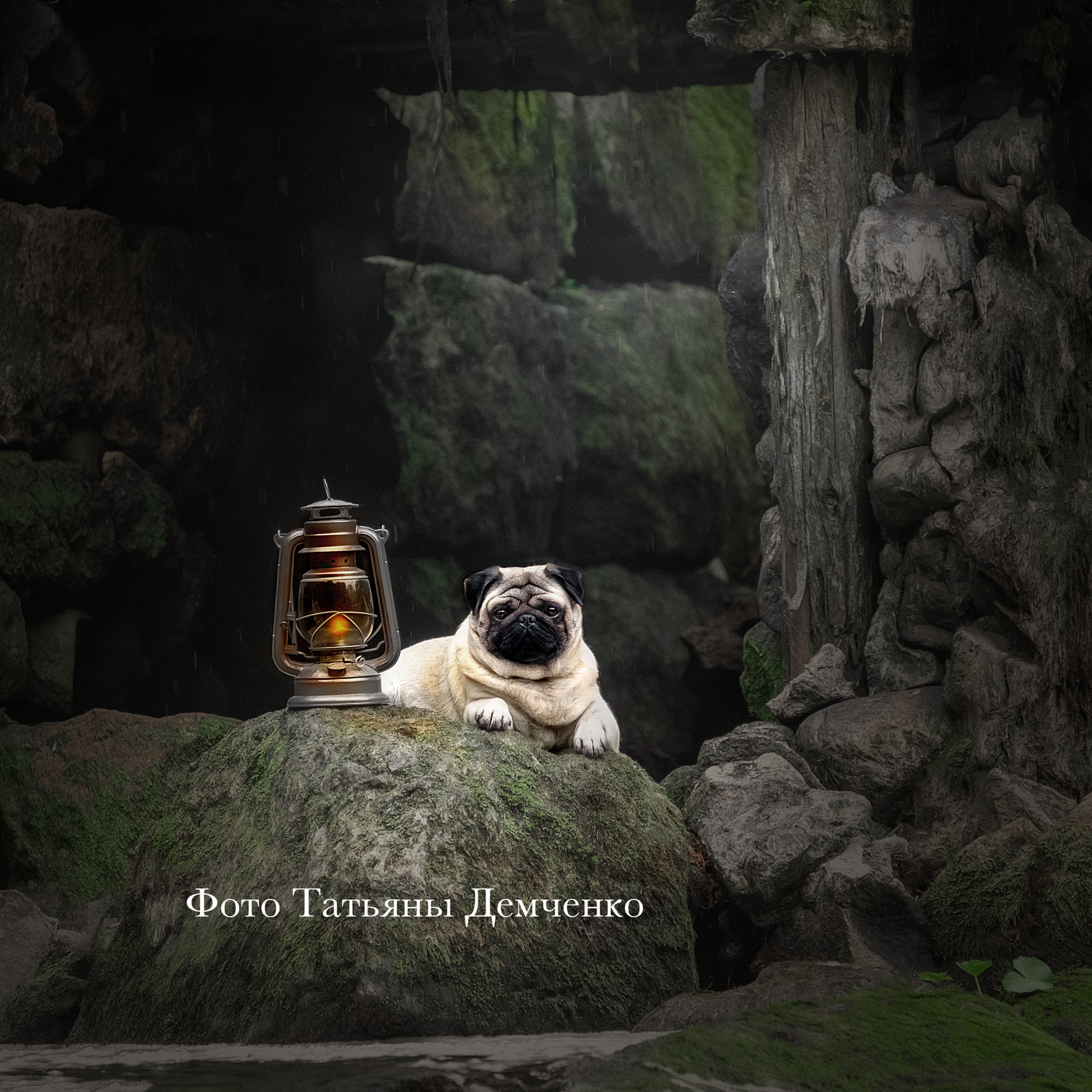 Мастер Класс в Выборге 07.07.19. Фотограф анималист в Санкт-Петербурге Светлана Писарева