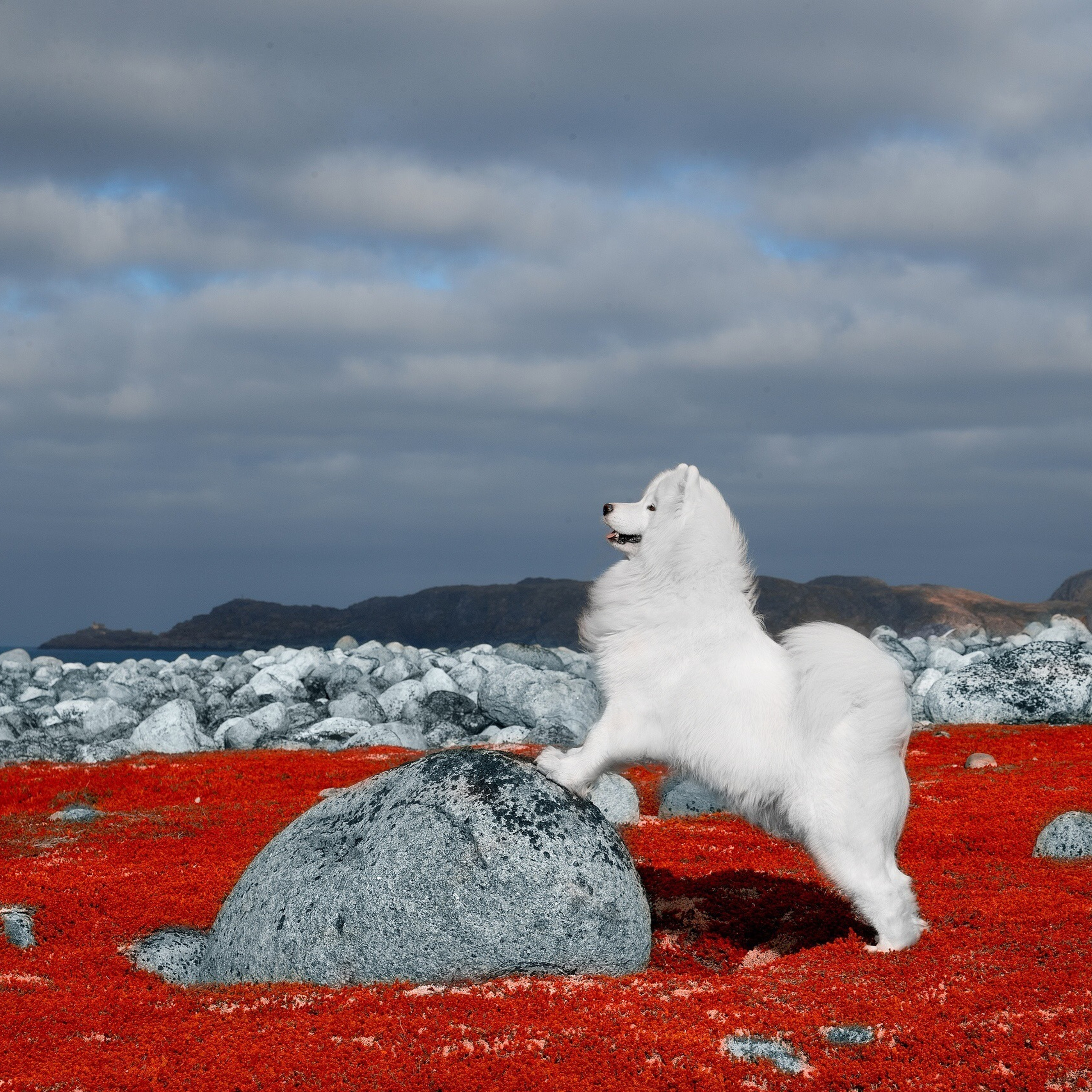 Отзывы. Фотограф анималист в Санкт-Петербурге Светлана Писарева