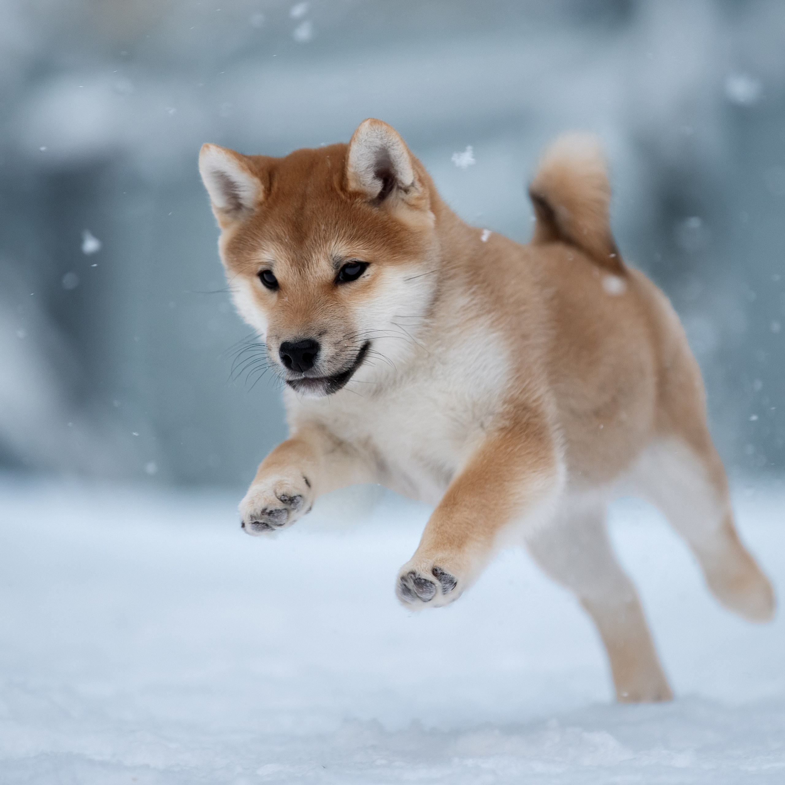 Отзывы. Фотограф анималист в Санкт-Петербурге Светлана Писарева