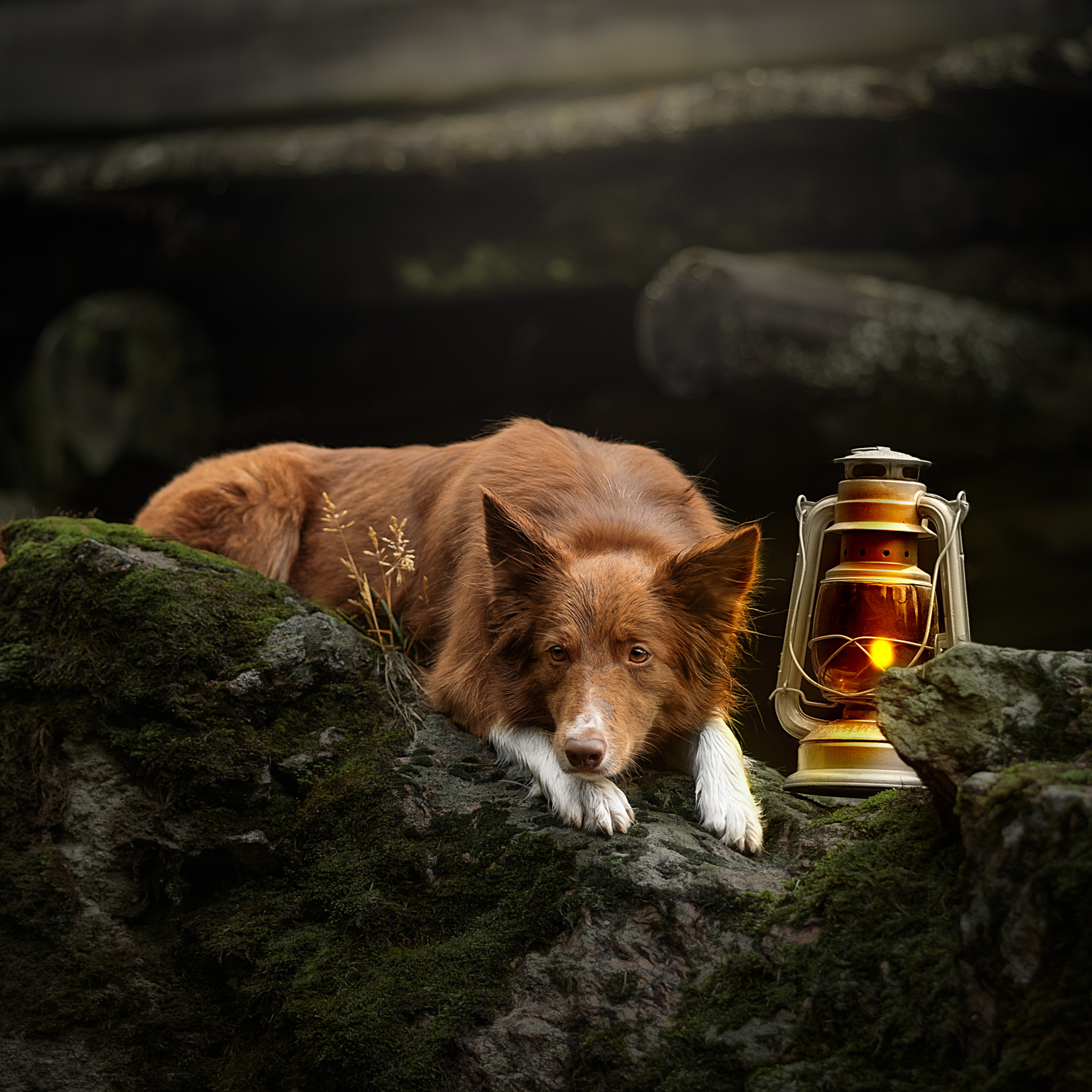 Мастер Класс в Выборге 07.07.19. Фотограф анималист в Санкт-Петербурге Светлана Писарева