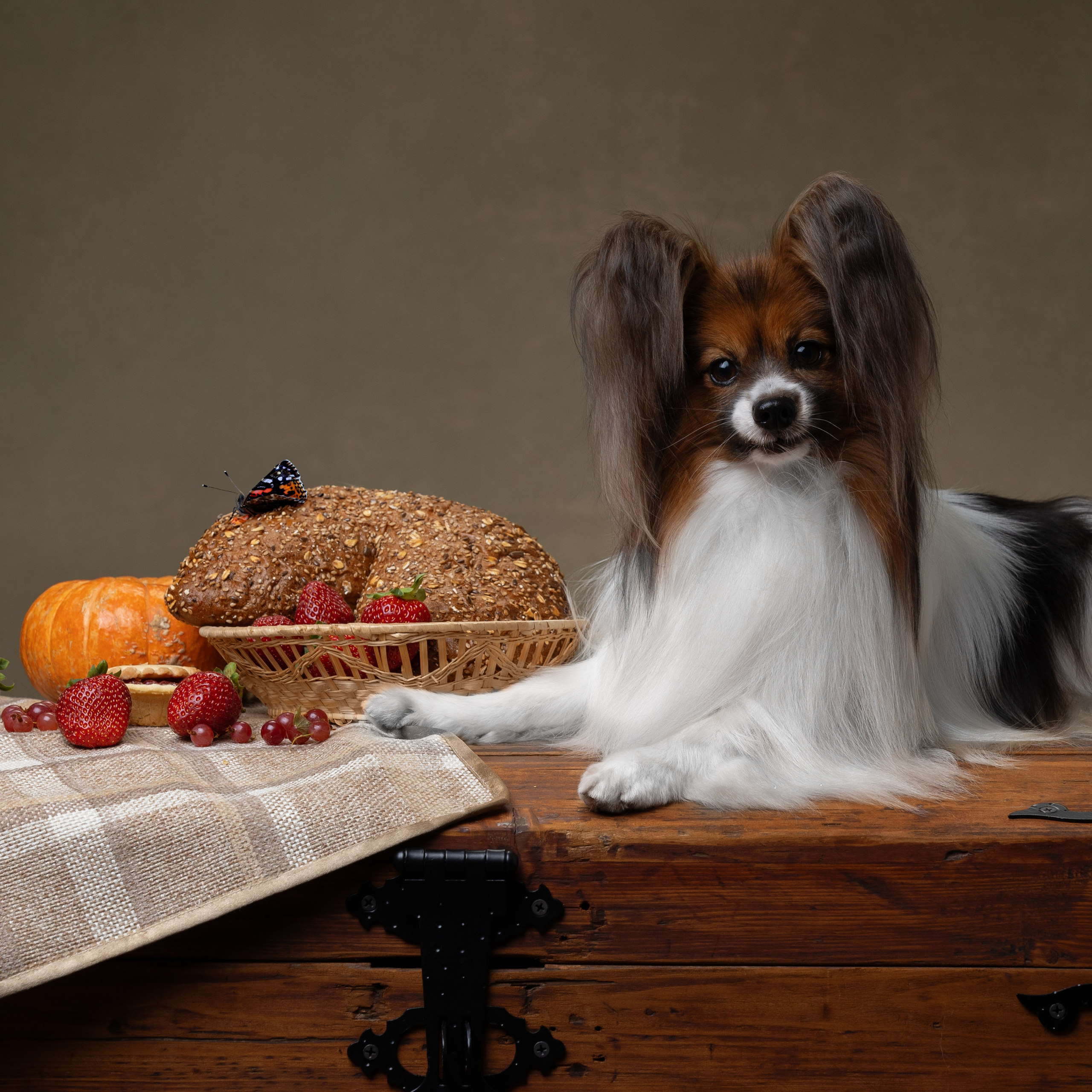 Отзывы. Фотограф анималист в Санкт-Петербурге Светлана Писарева