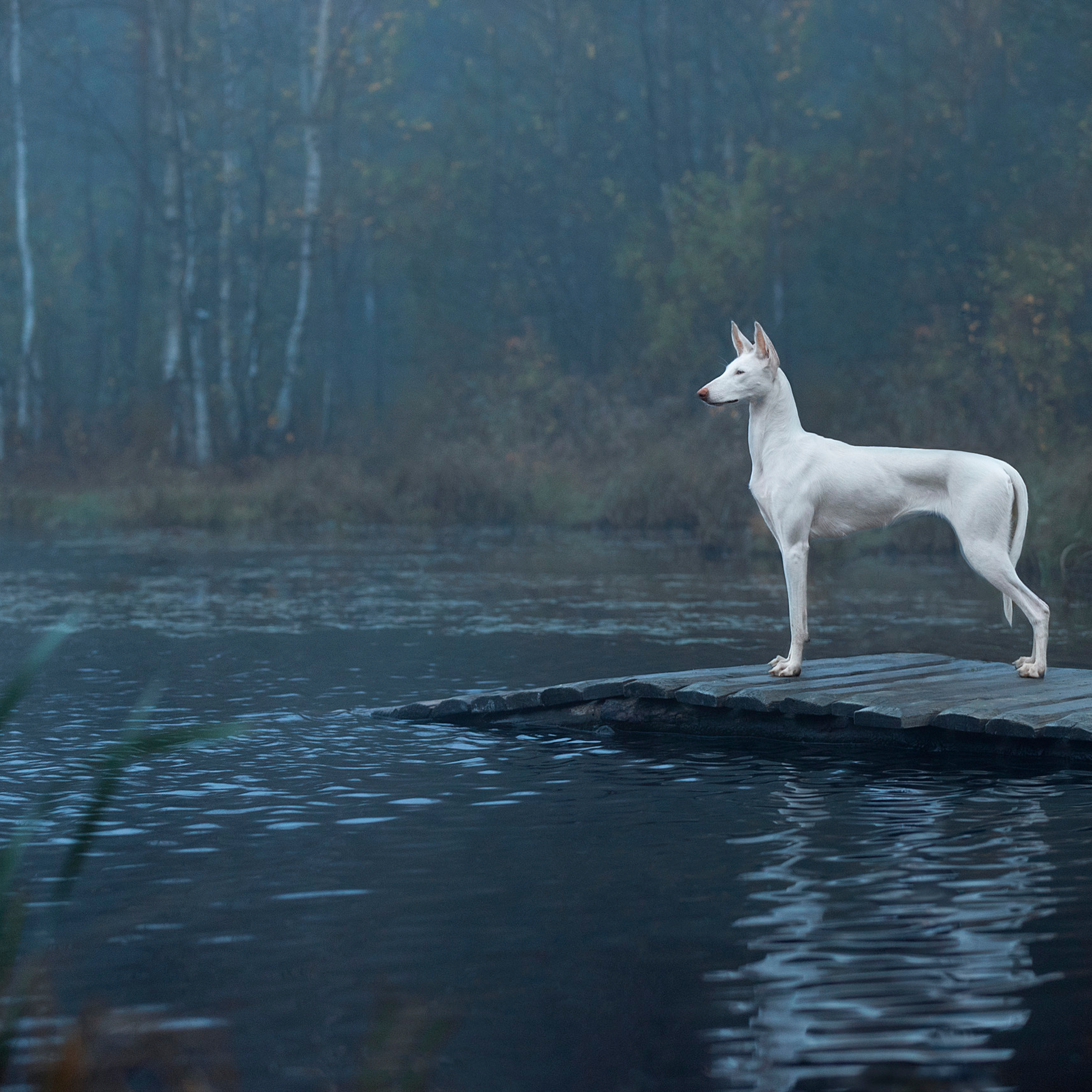 Отзывы. Фотограф анималист в Санкт-Петербурге Светлана Писарева
