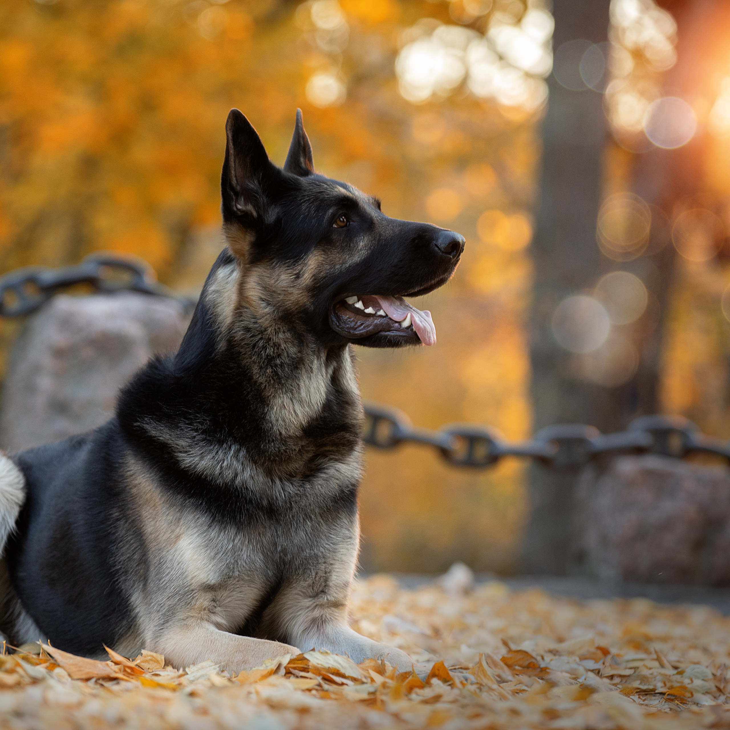 Отзывы. Фотограф анималист в Санкт-Петербурге Светлана Писарева