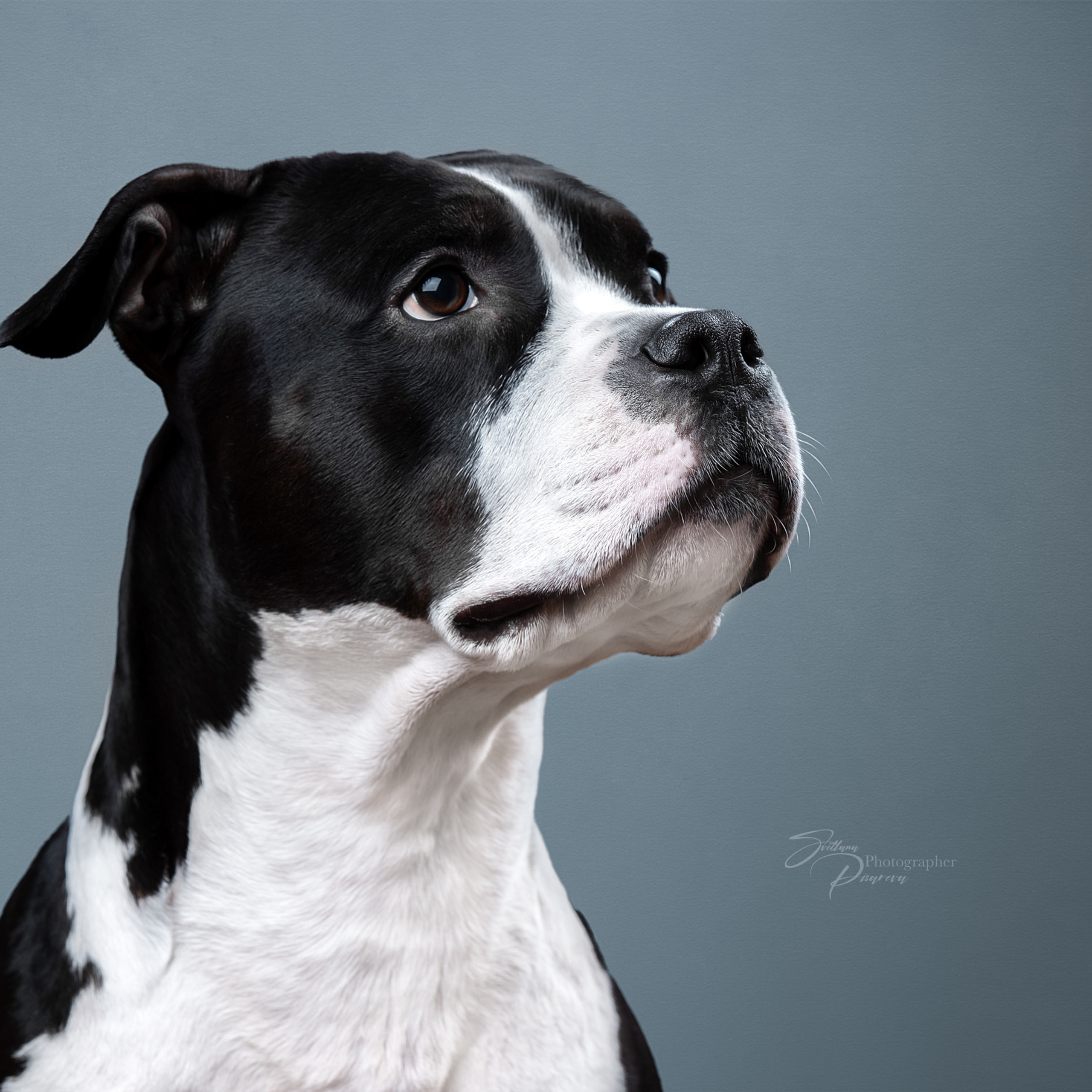 Отзывы. Фотограф анималист в Санкт-Петербурге Светлана Писарева