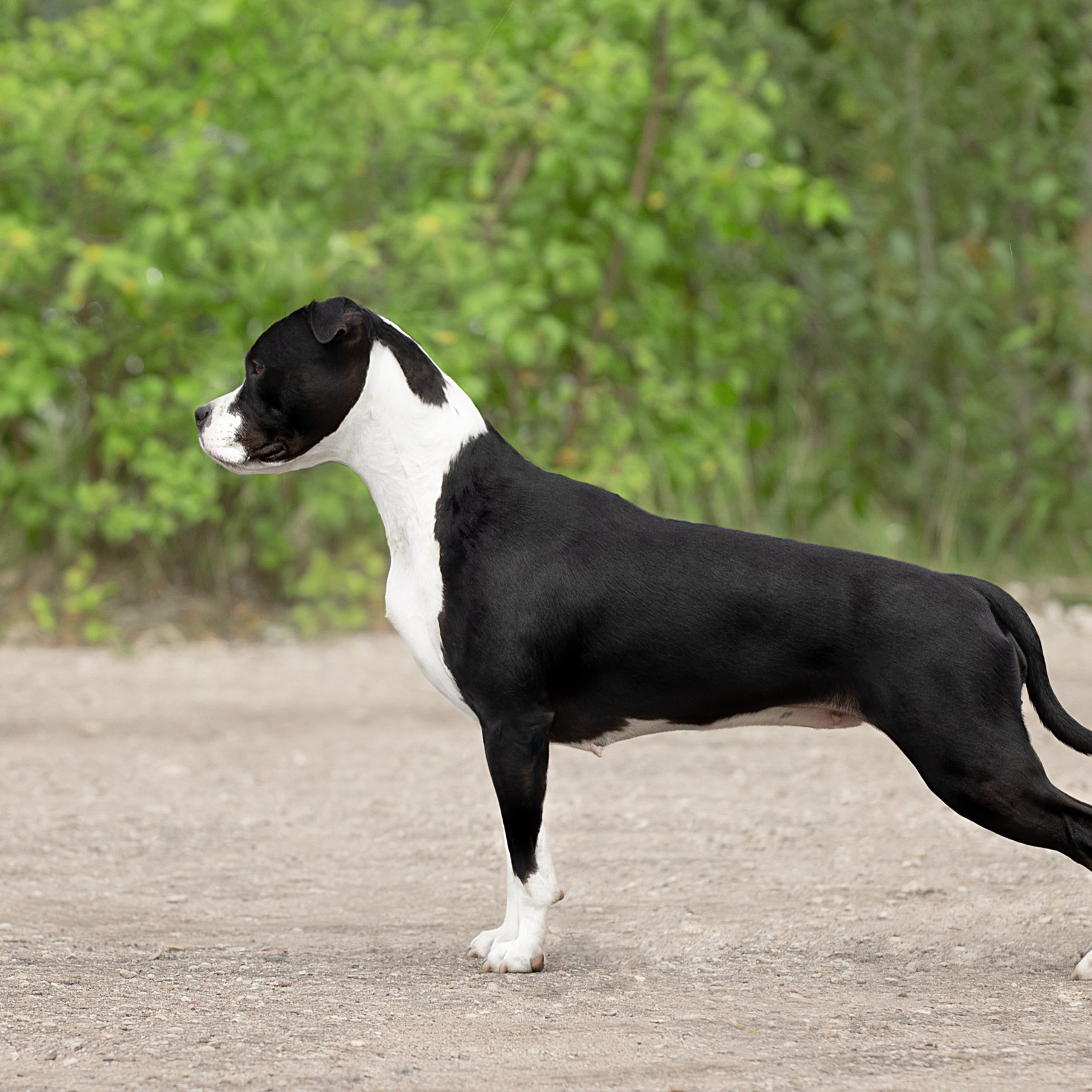 Отзывы. Фотограф анималист в Санкт-Петербурге Светлана Писарева